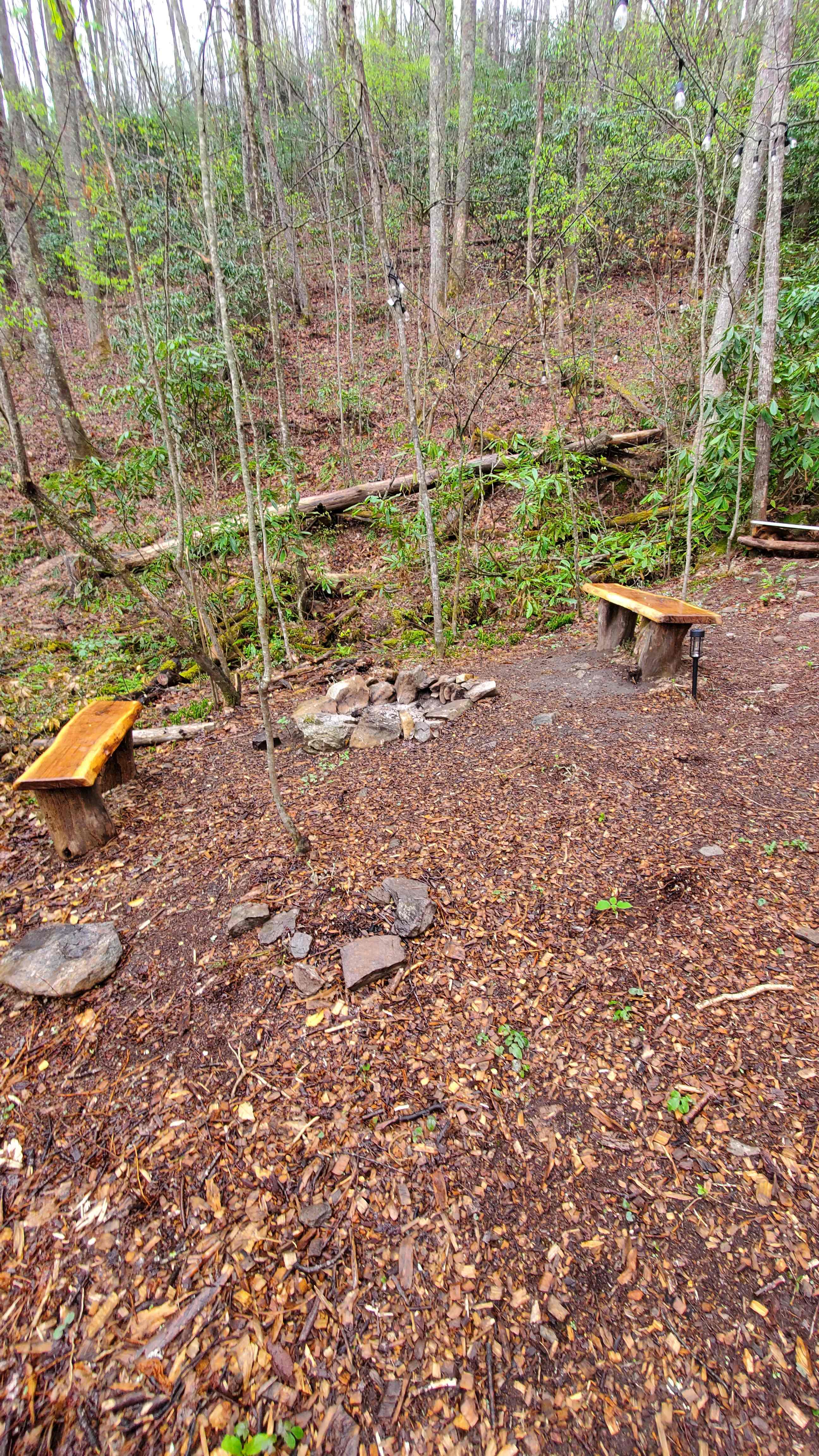 Natural wood benches from trees on site