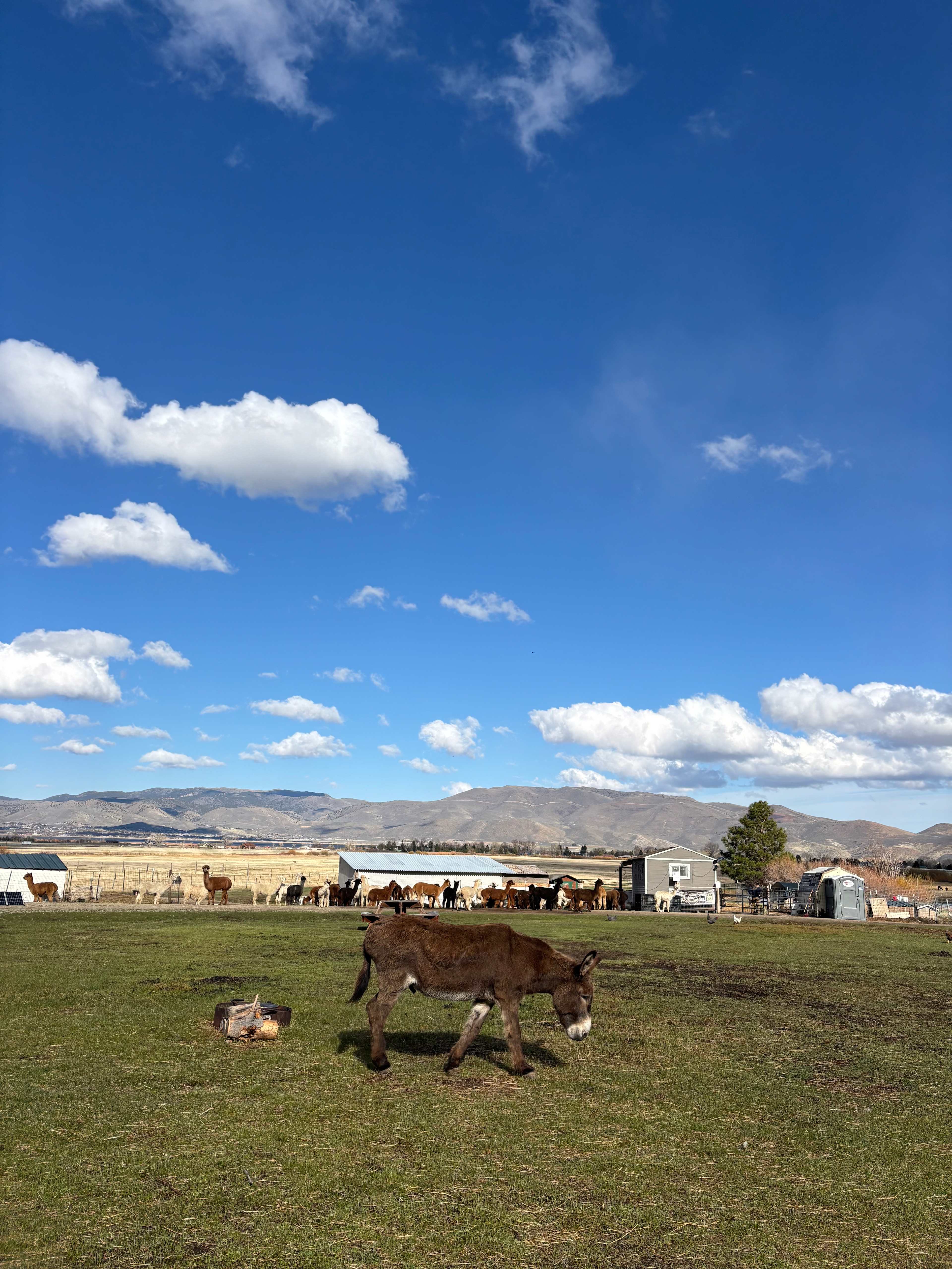 L.Davis Ranch and Olde LYFE Alpacas