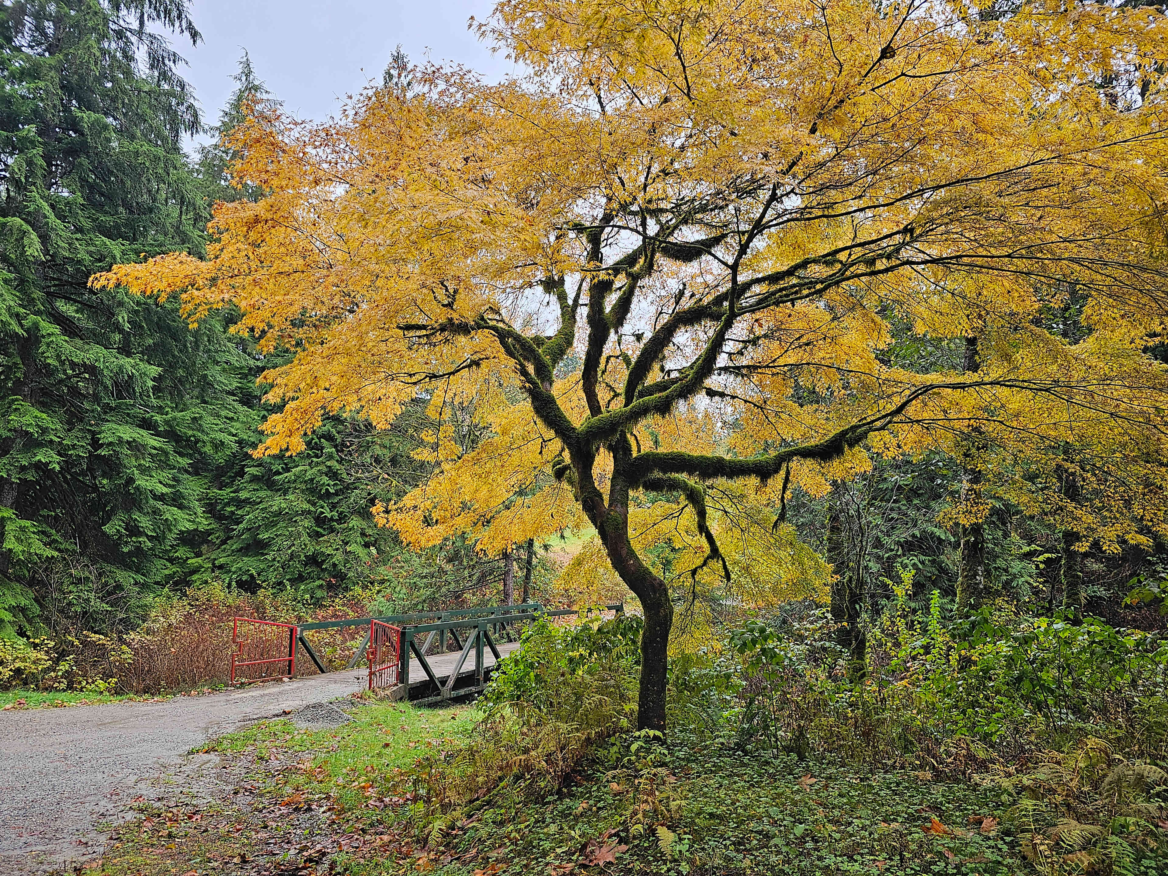 Bridge over Hairsine Creek