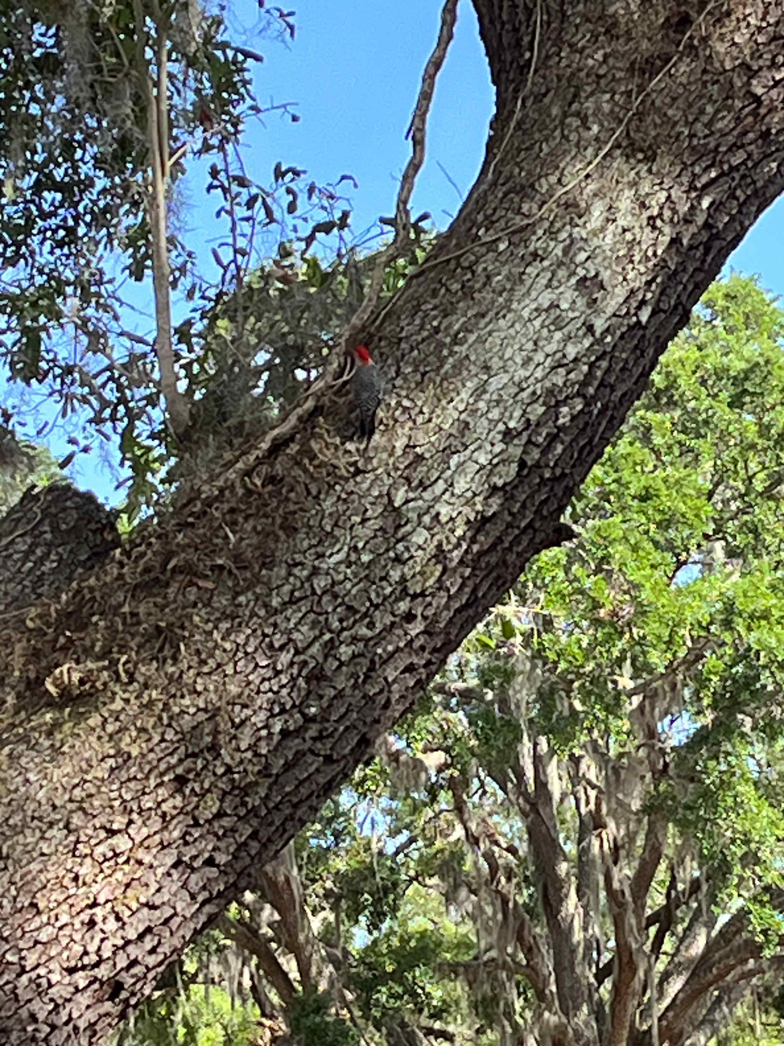 Redheaded woodpecker 
