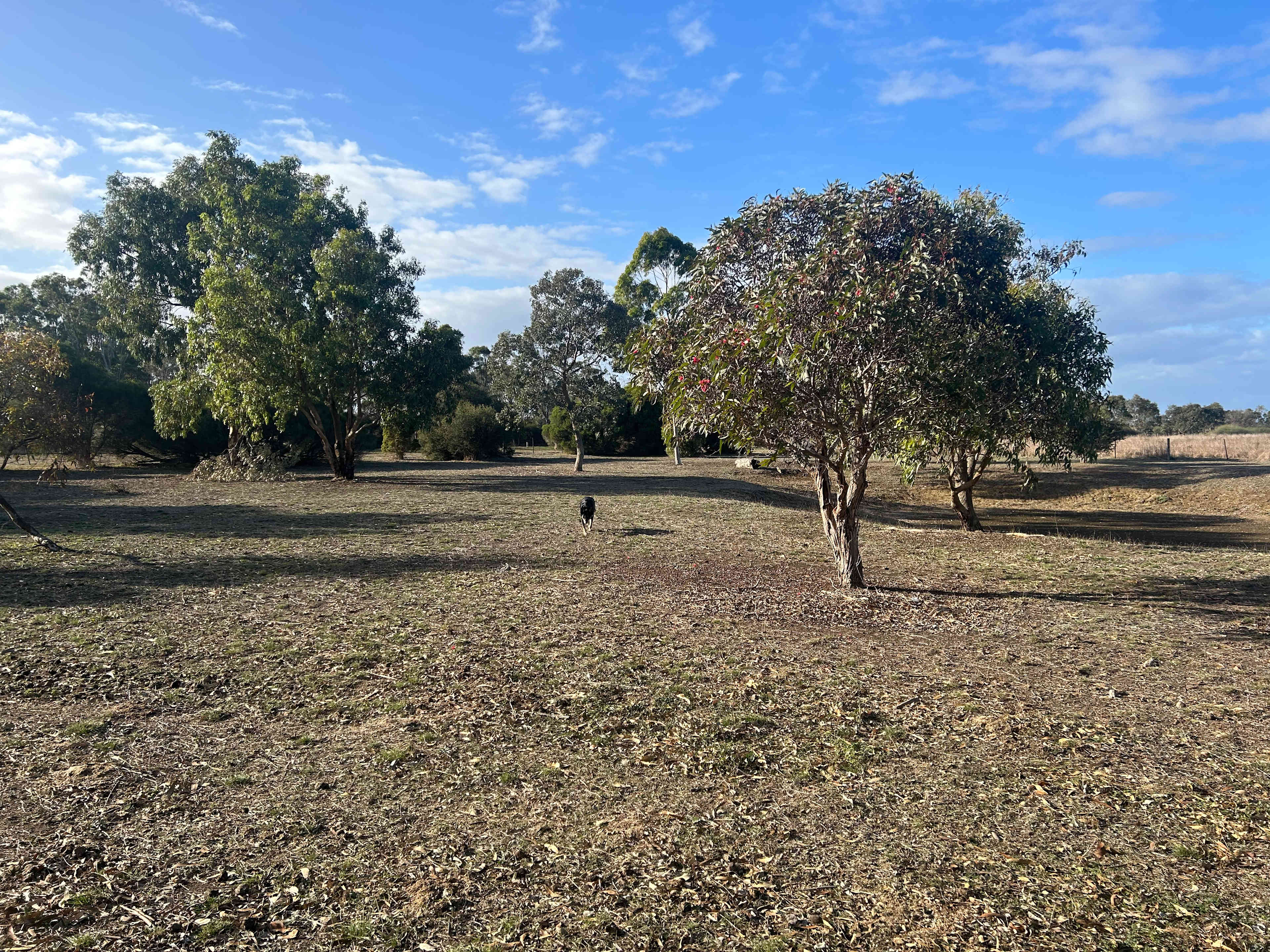 Reedy lakes farm stay