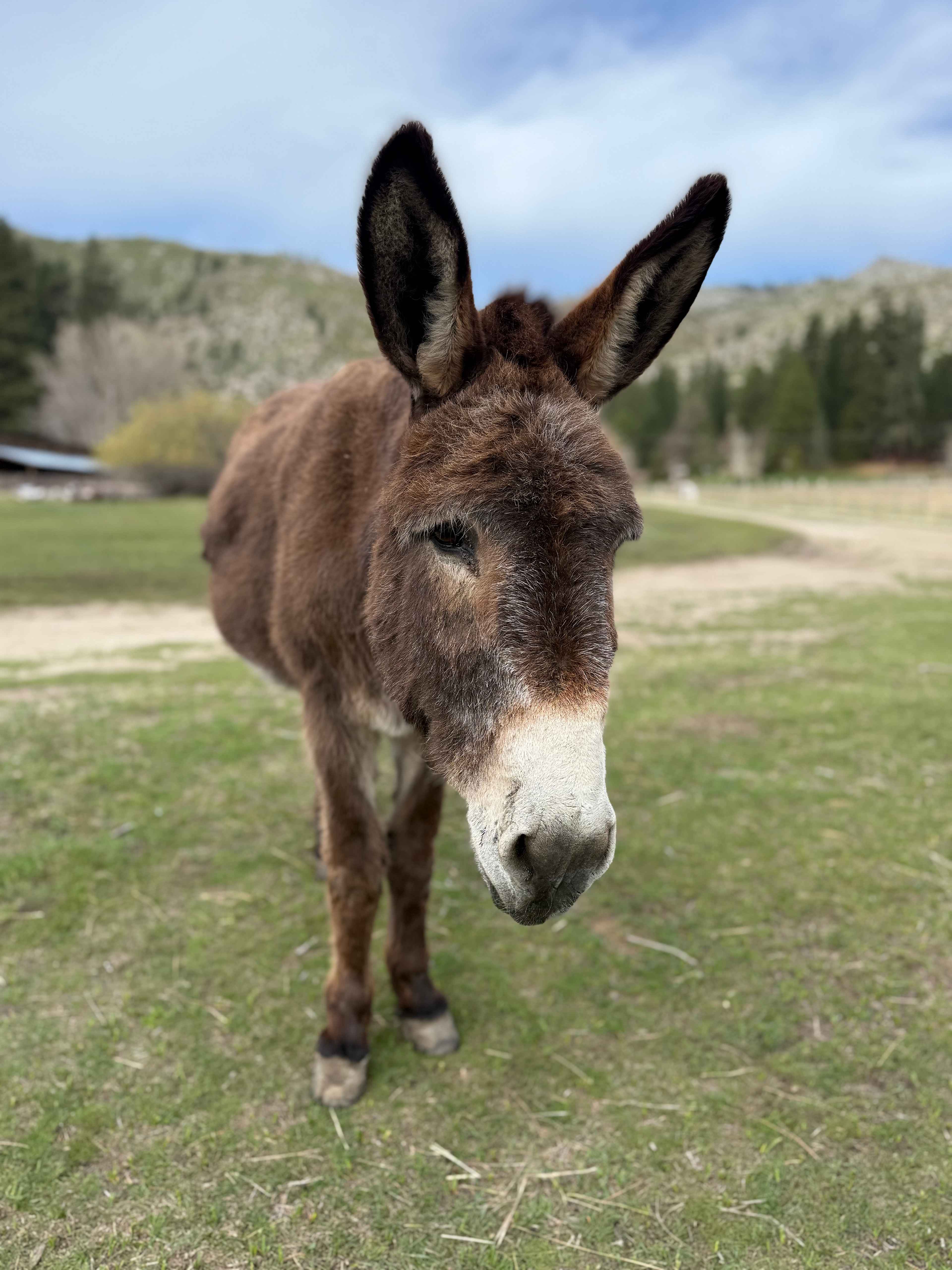 L.Davis Ranch and Olde LYFE Alpacas