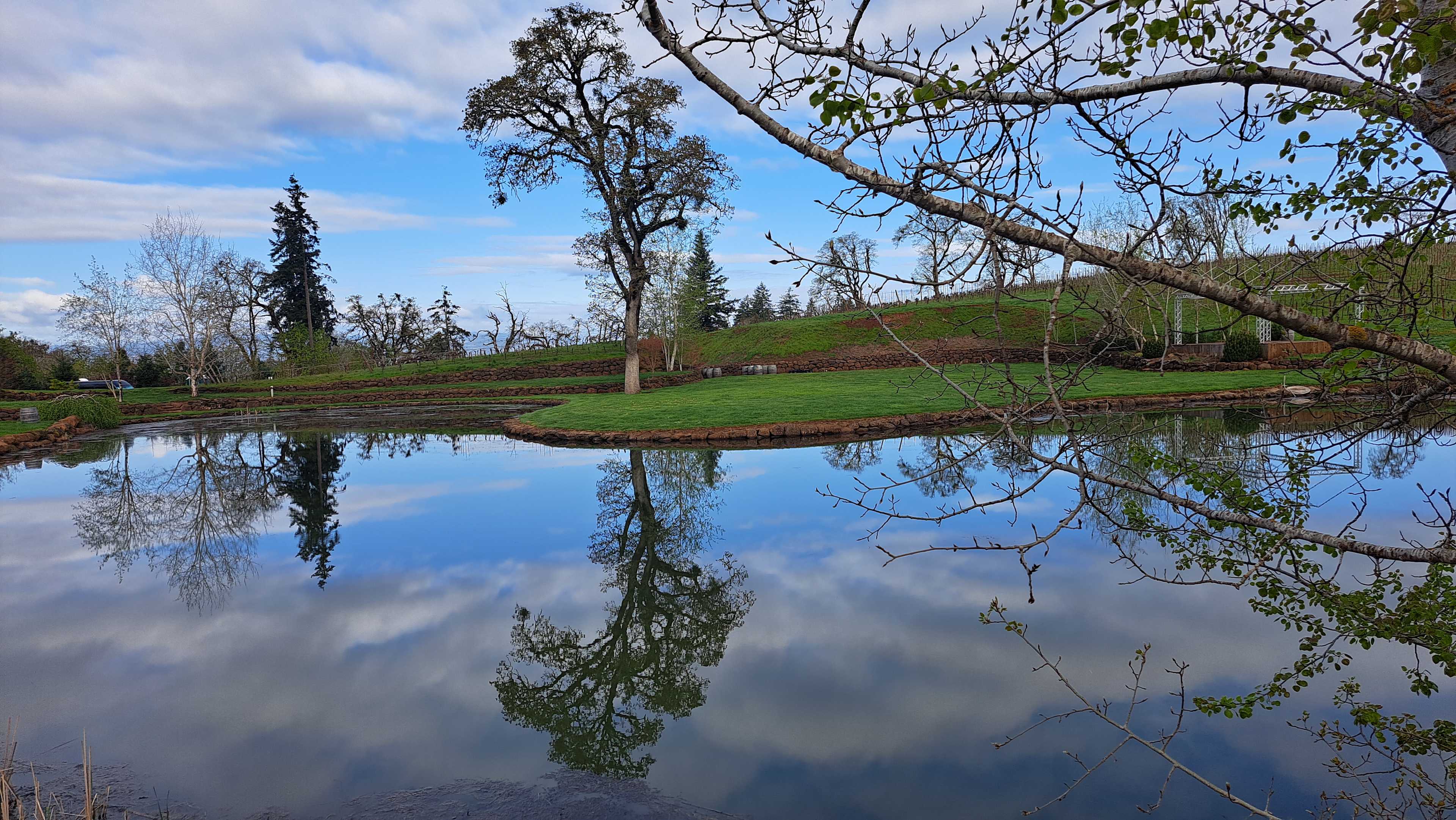Legacy Estate Vineyard
