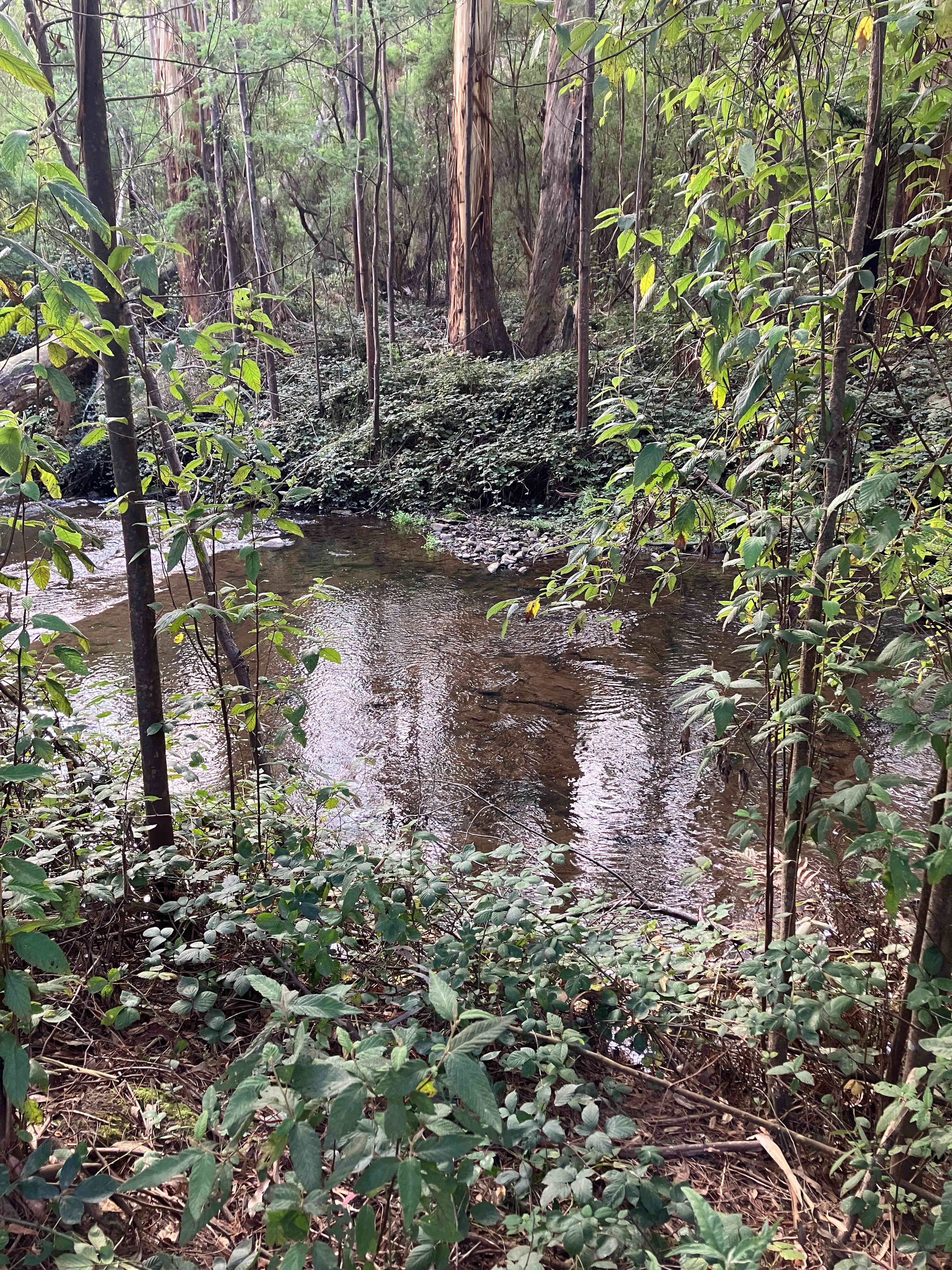 Merrimans Creek Seclusion