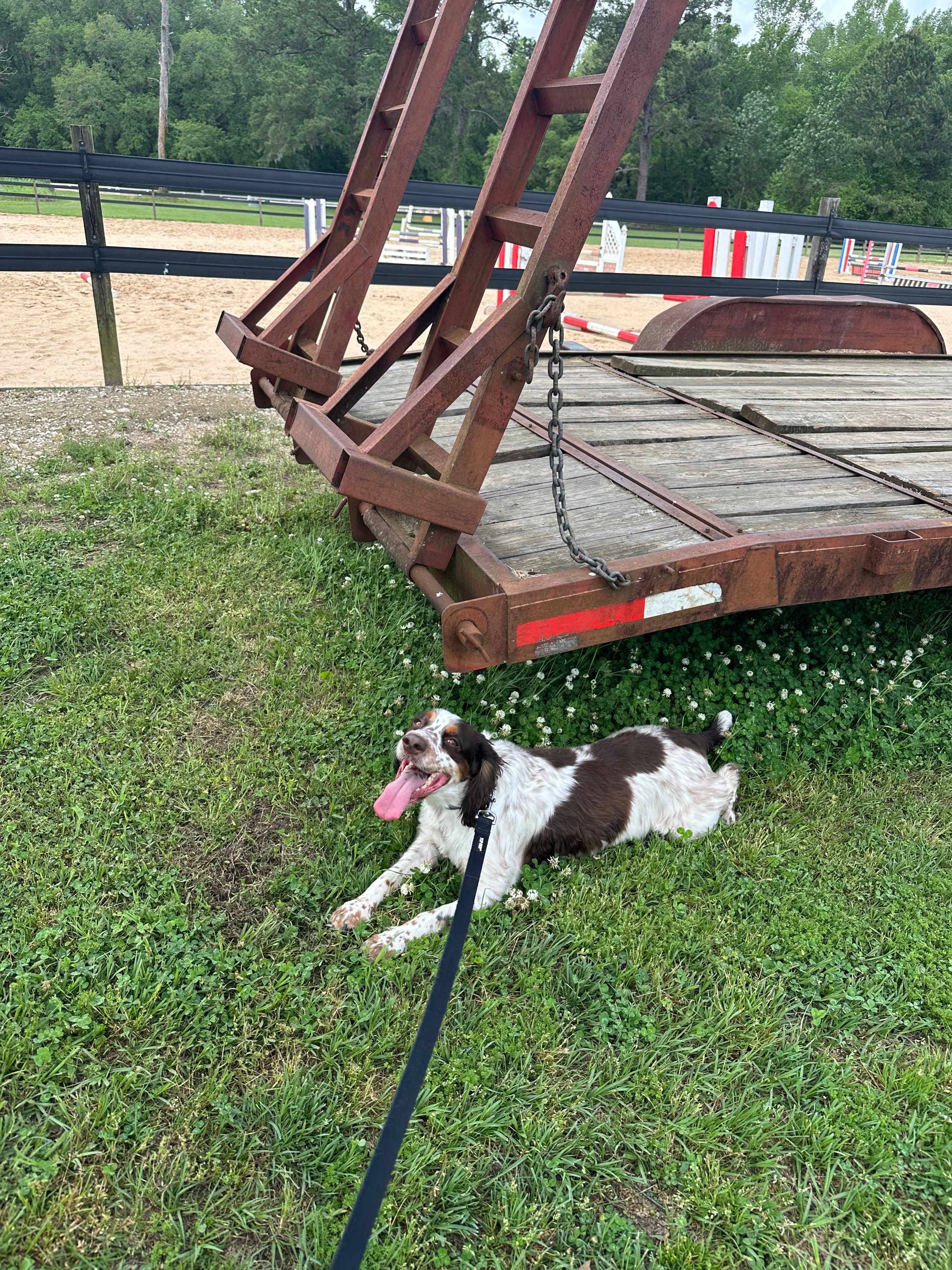 Pet friendly