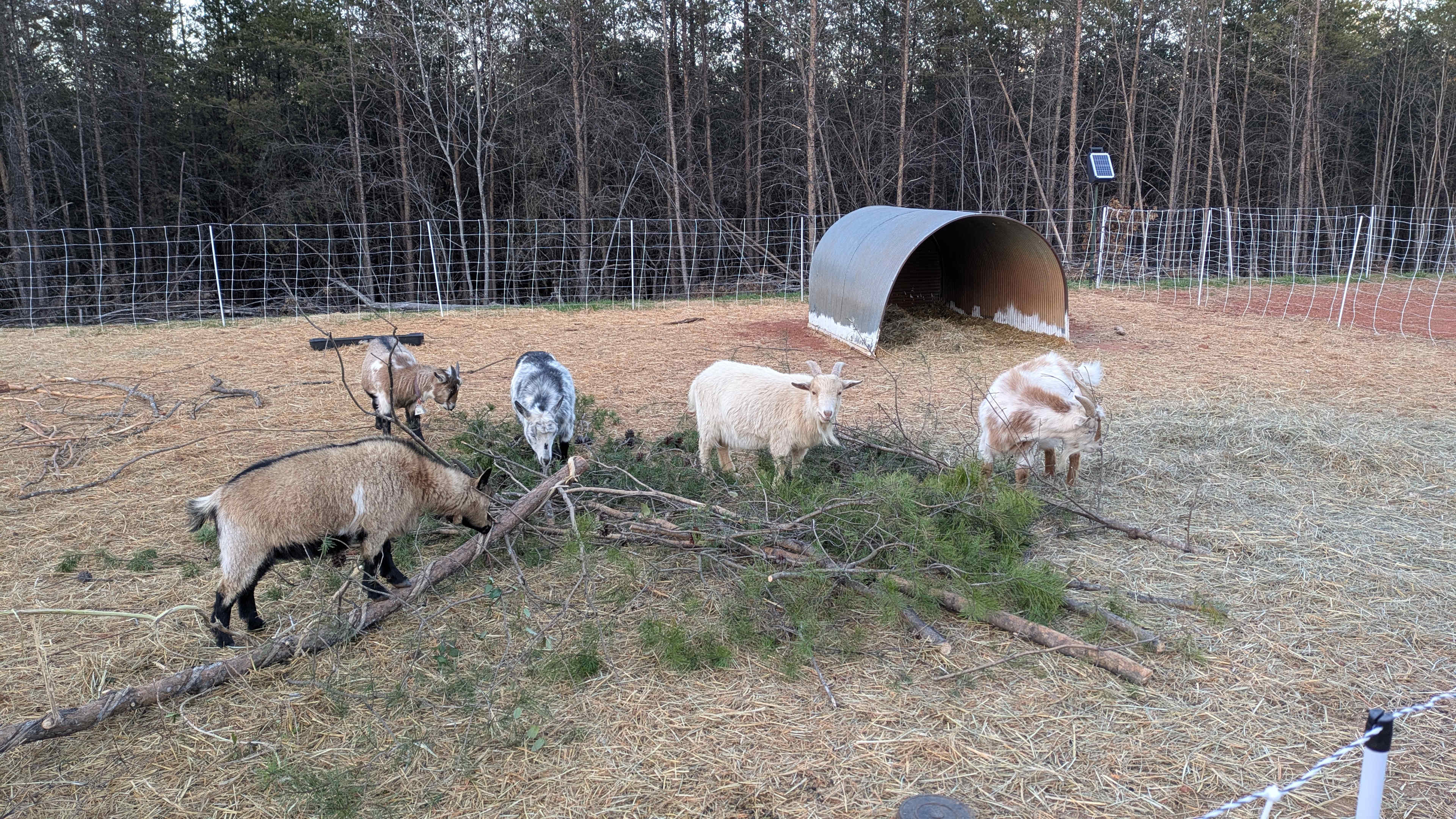 Prosperity Homestead