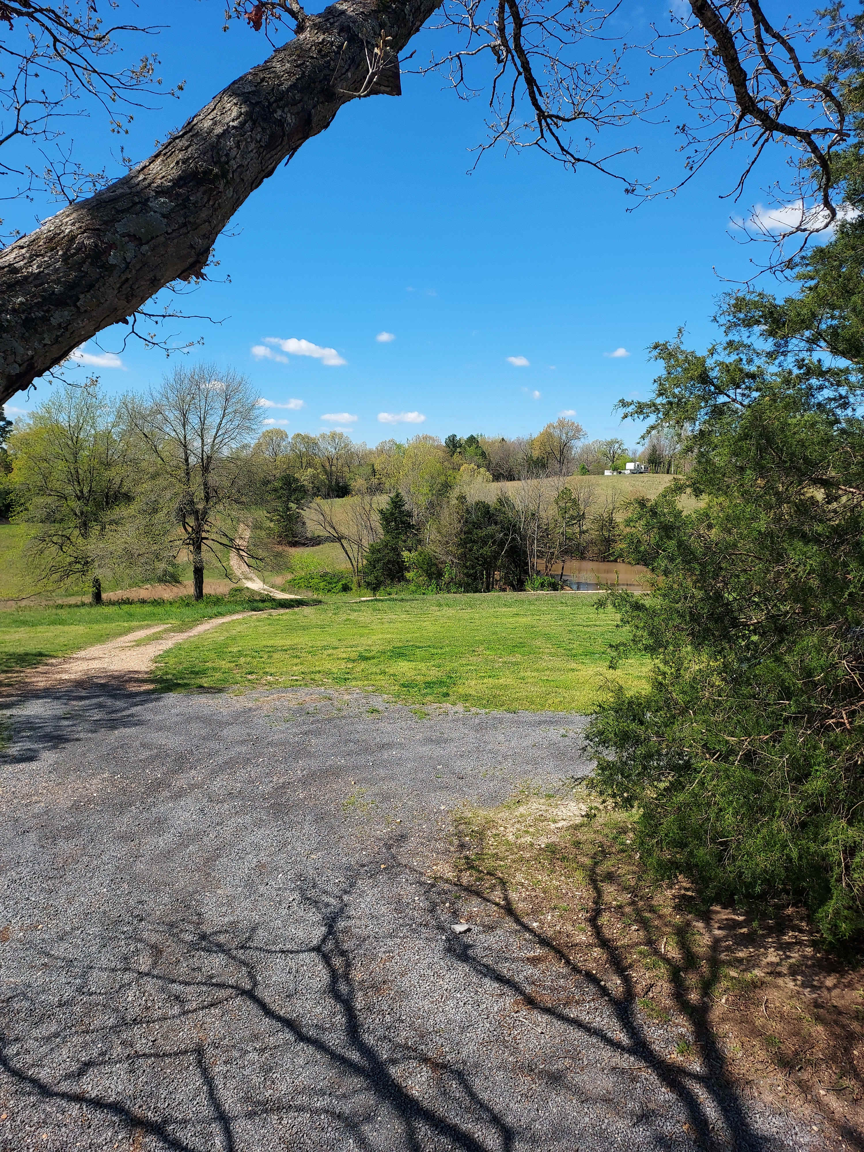 View from the tree house 