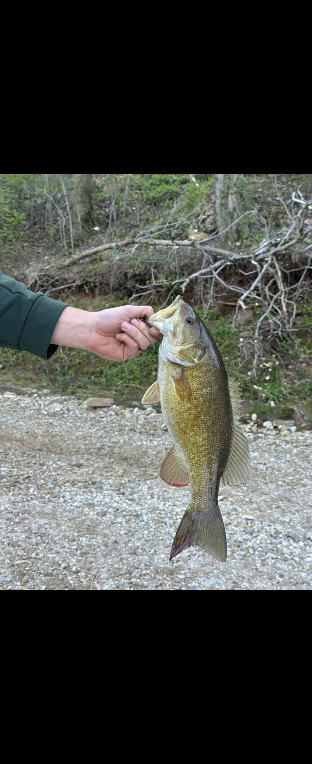 Ozarks Piney Bend Riverfront