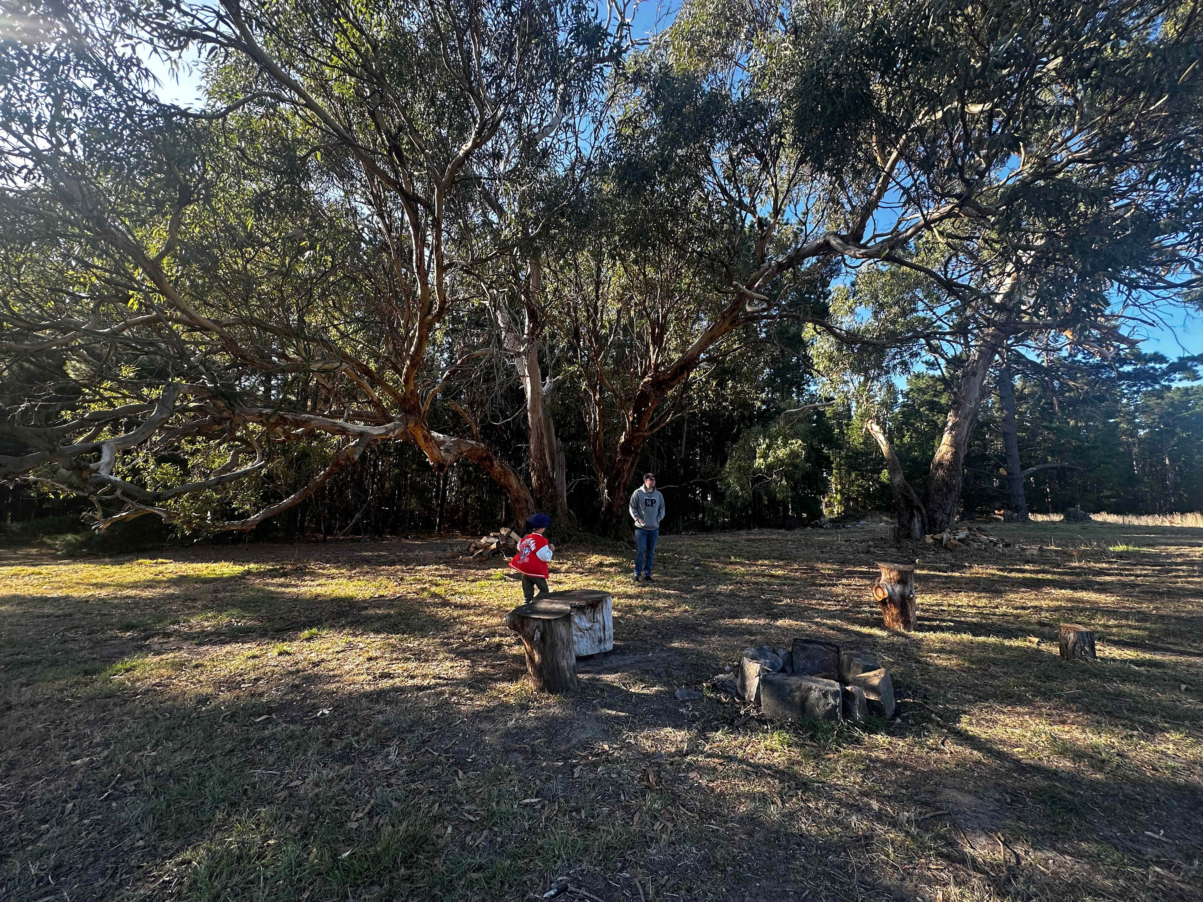 Huge gumtree for good shade on our camping site