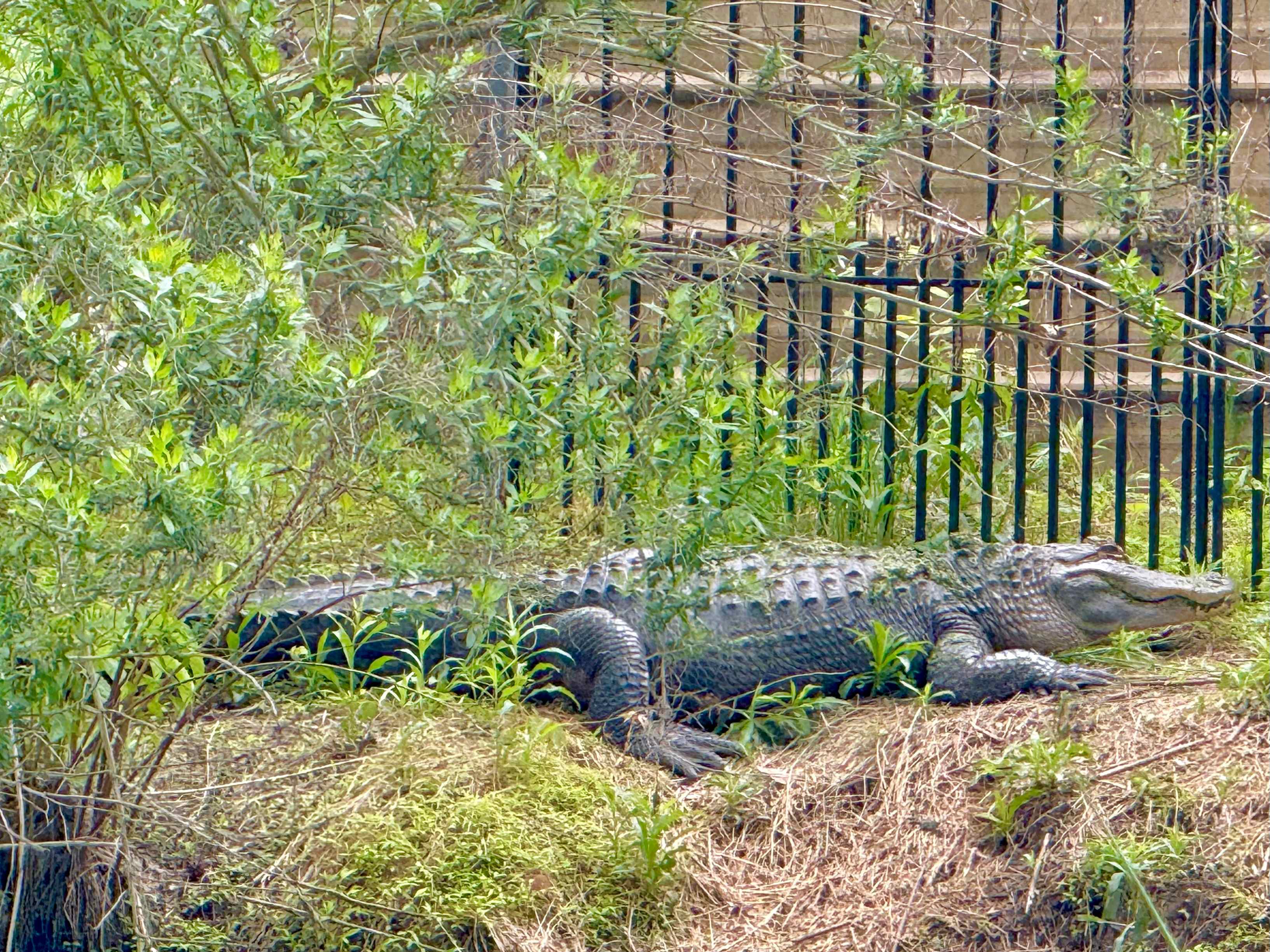 Animal Sanctuary and Peace Park