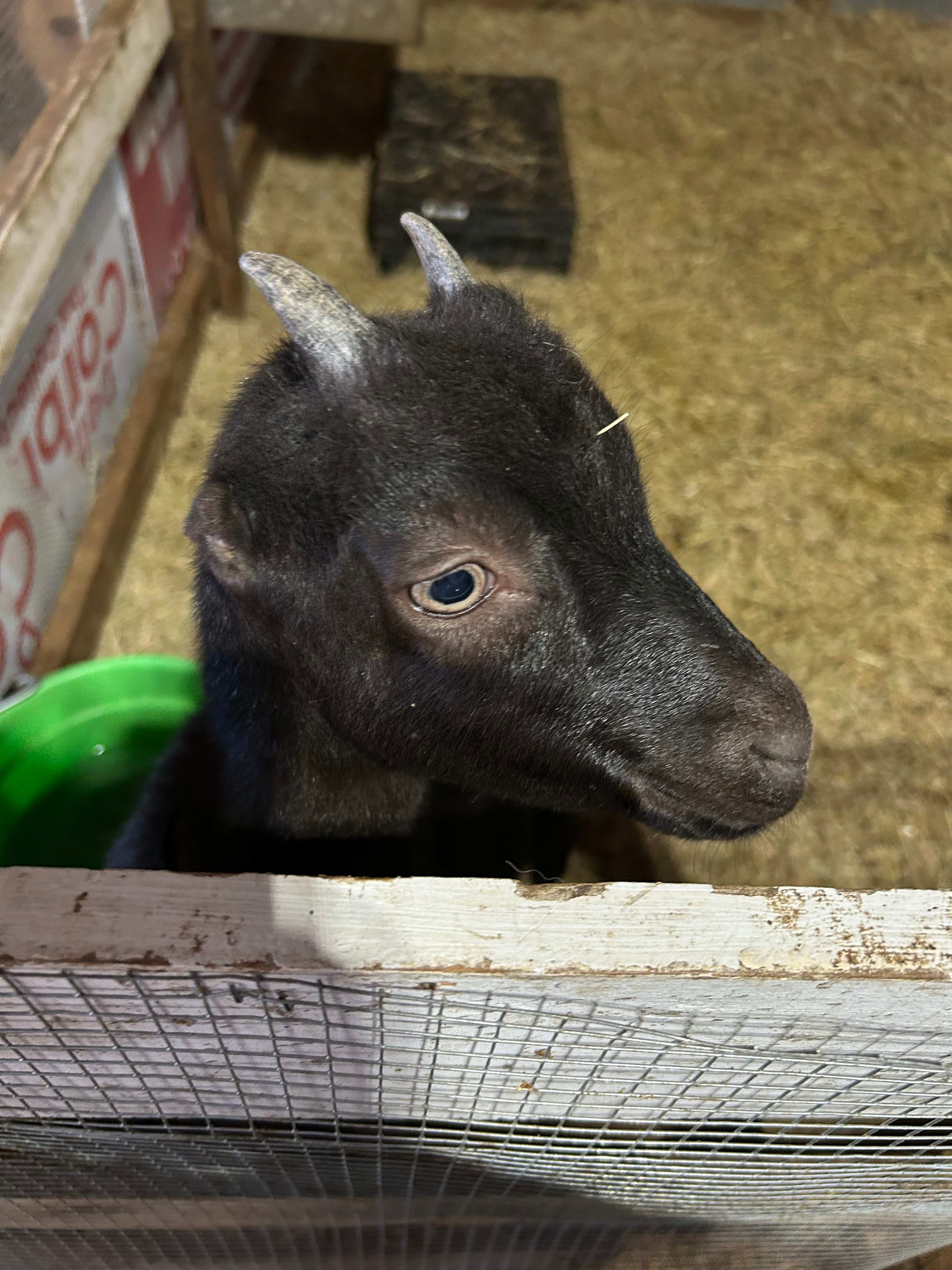 Moonpie Farm and Creamery
