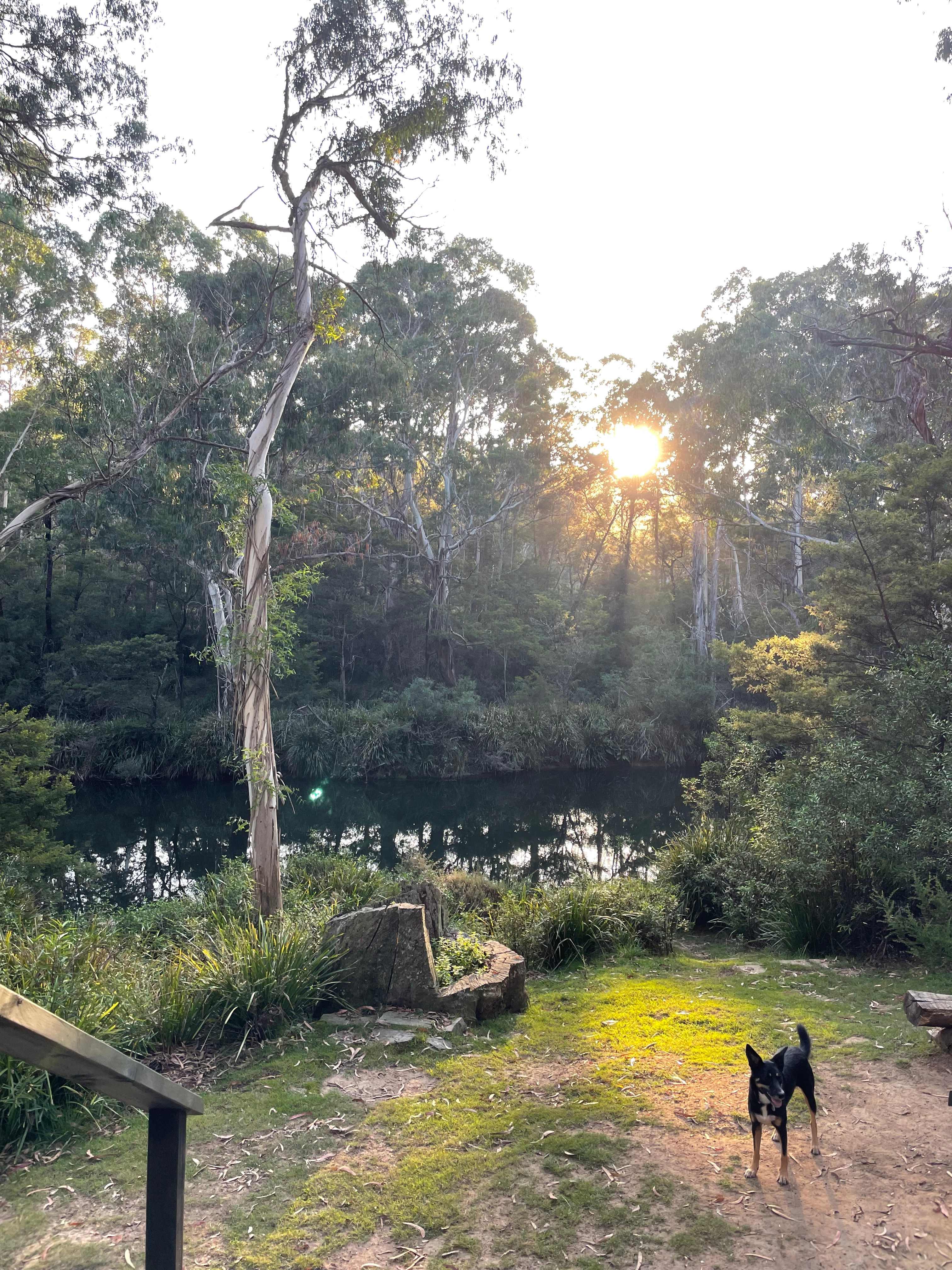 Scribbly Gum secluded bush camping