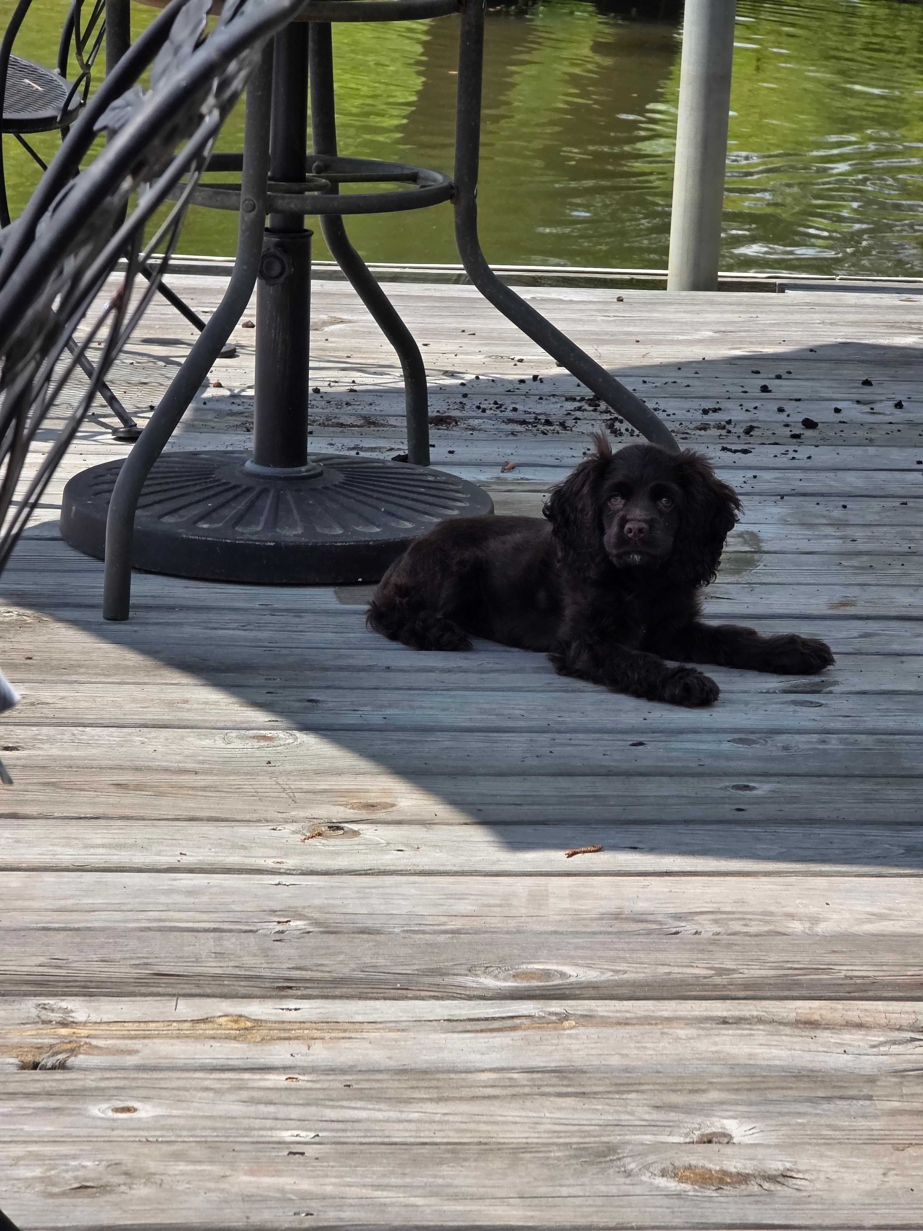 My doggy relaxing