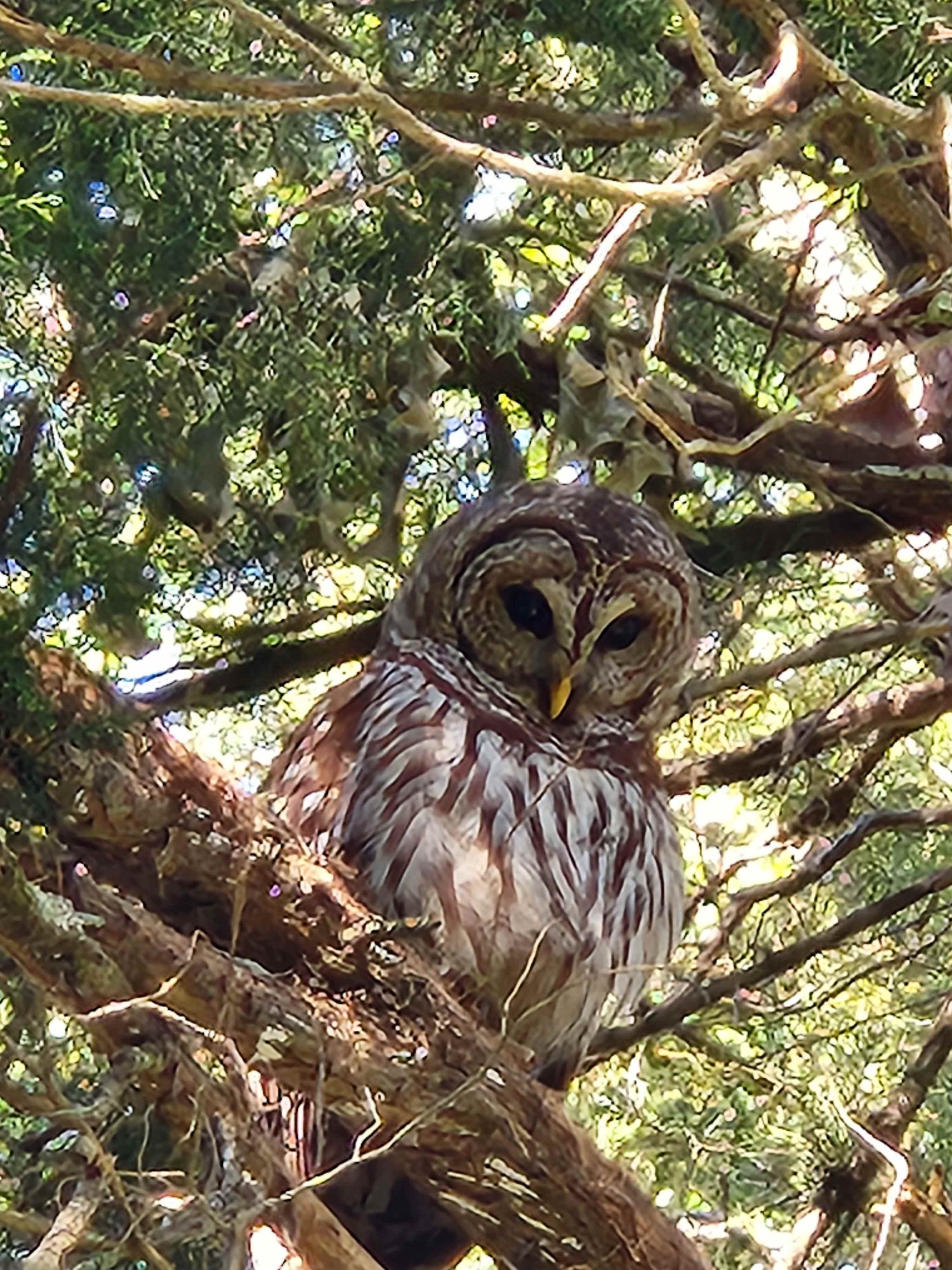"Hooty" came to tree by motorhome the morning we were leaving