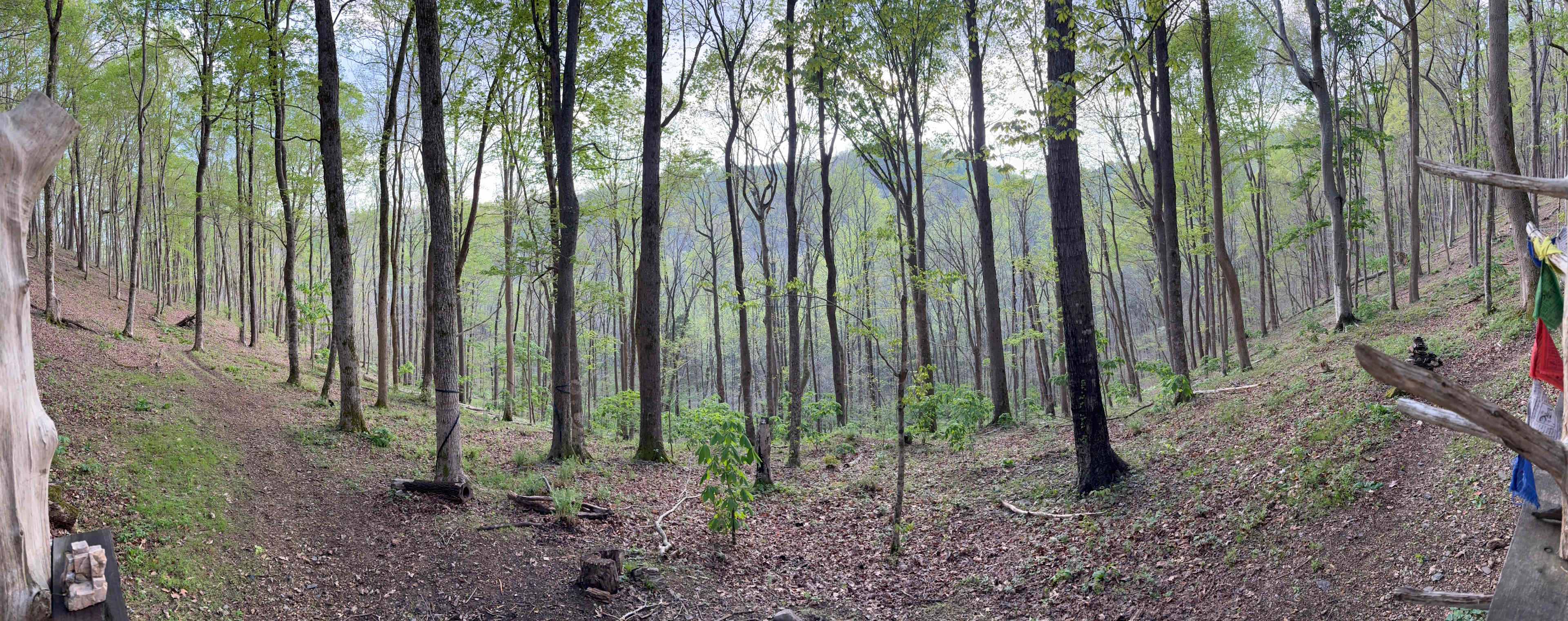 Beech Hollow Hideout