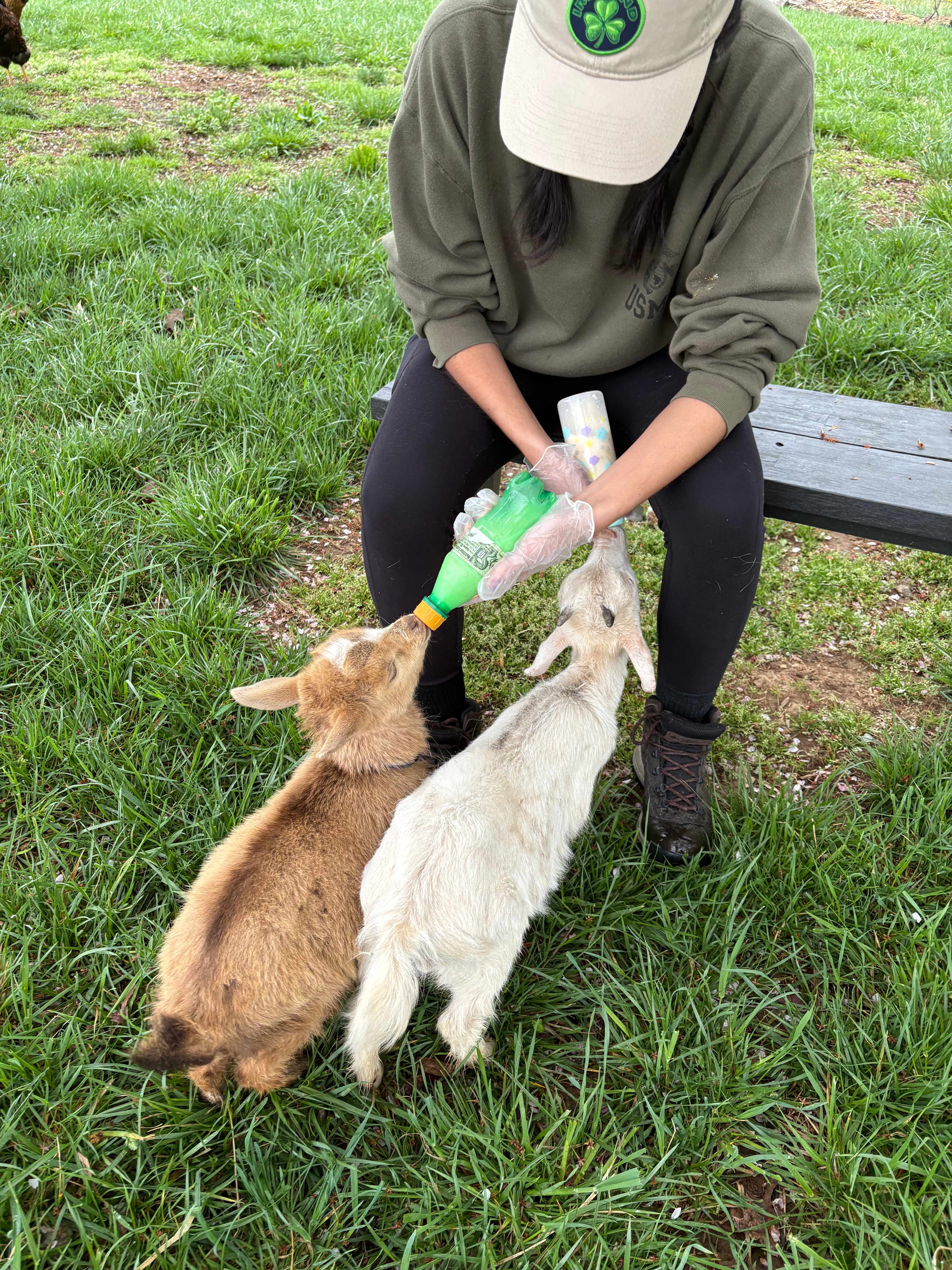Bottle feeding babies 