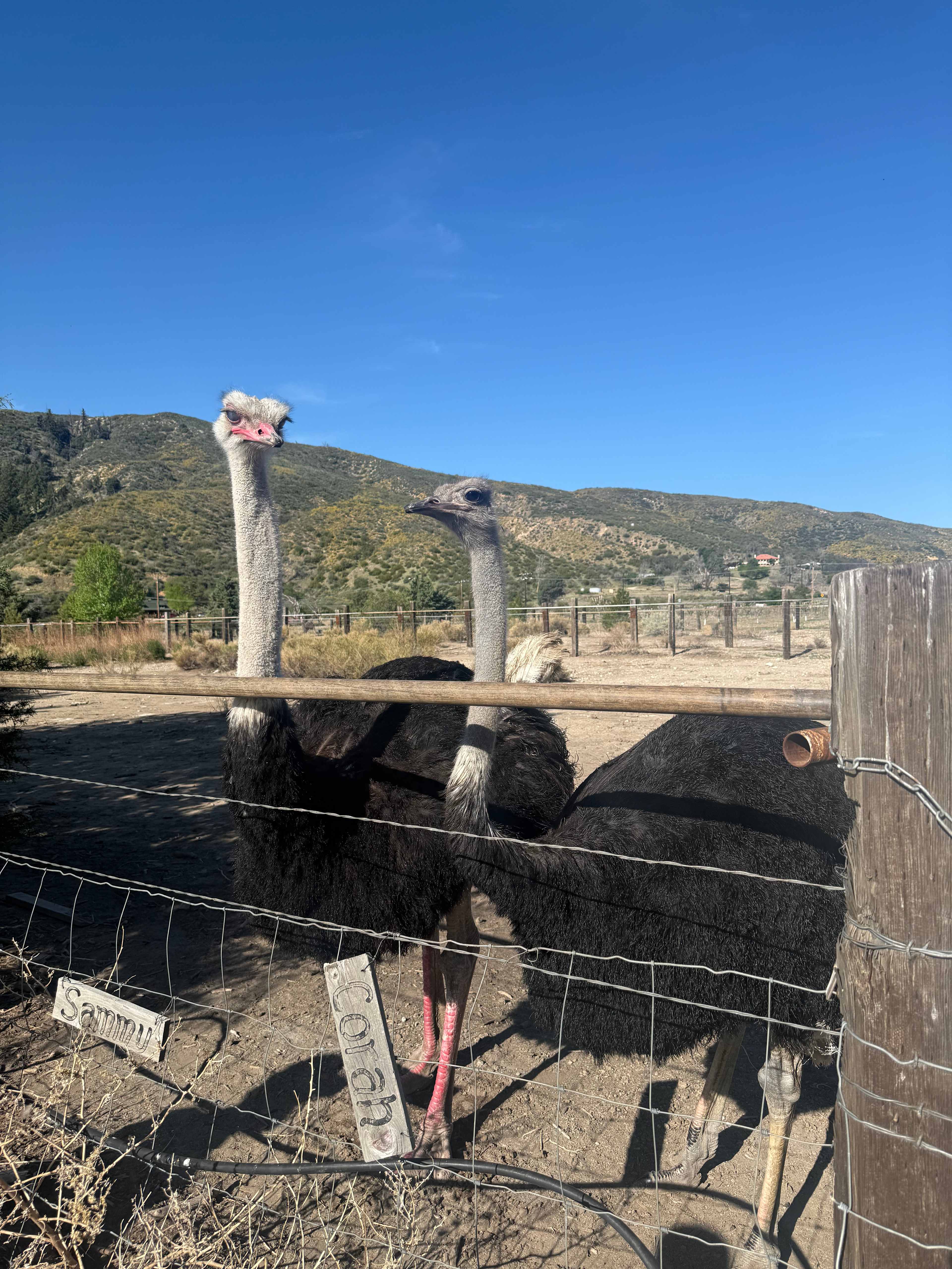 Camping @ Quail Run Ostrich Ranch