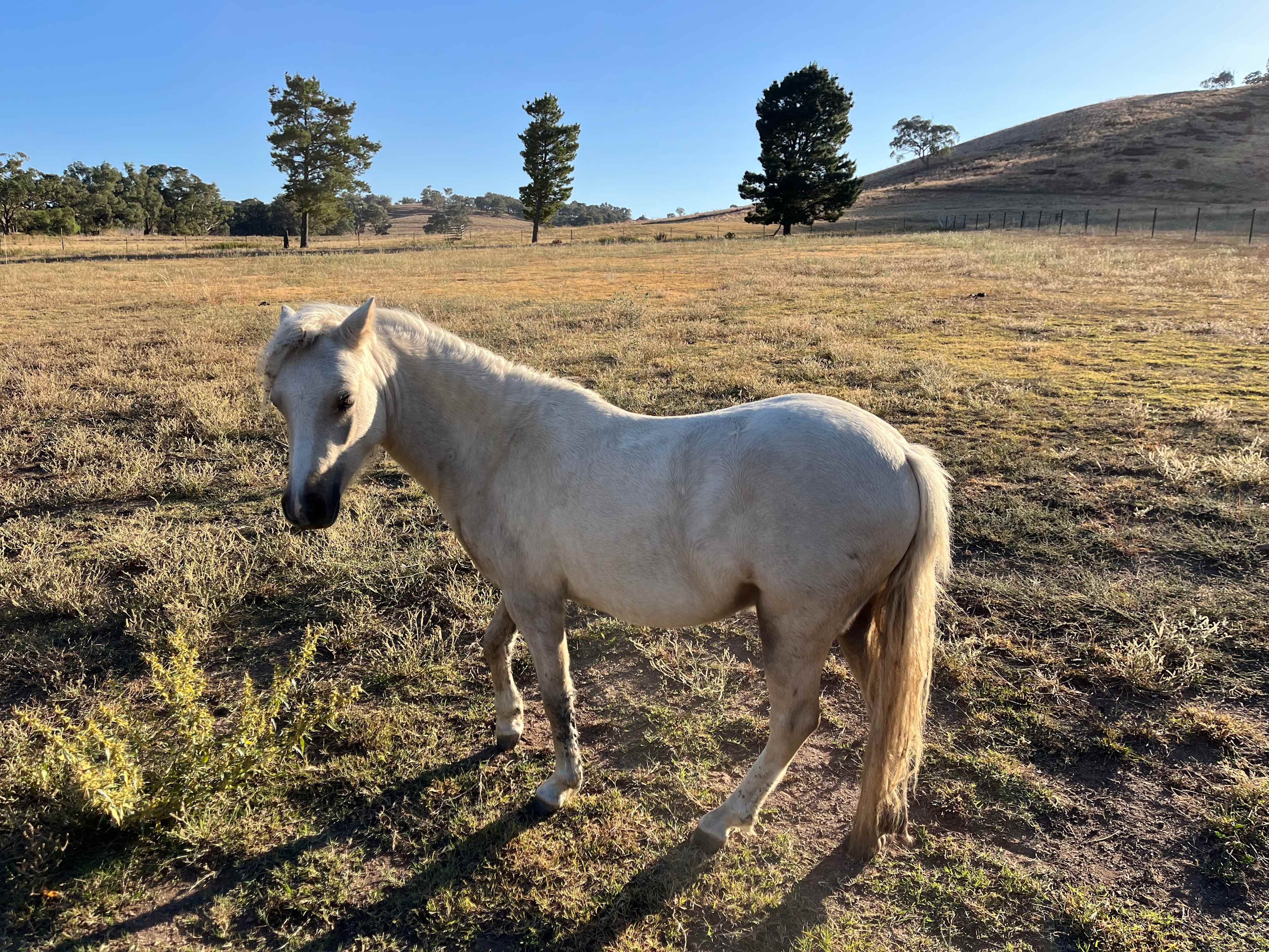 Resident friendly horse . 