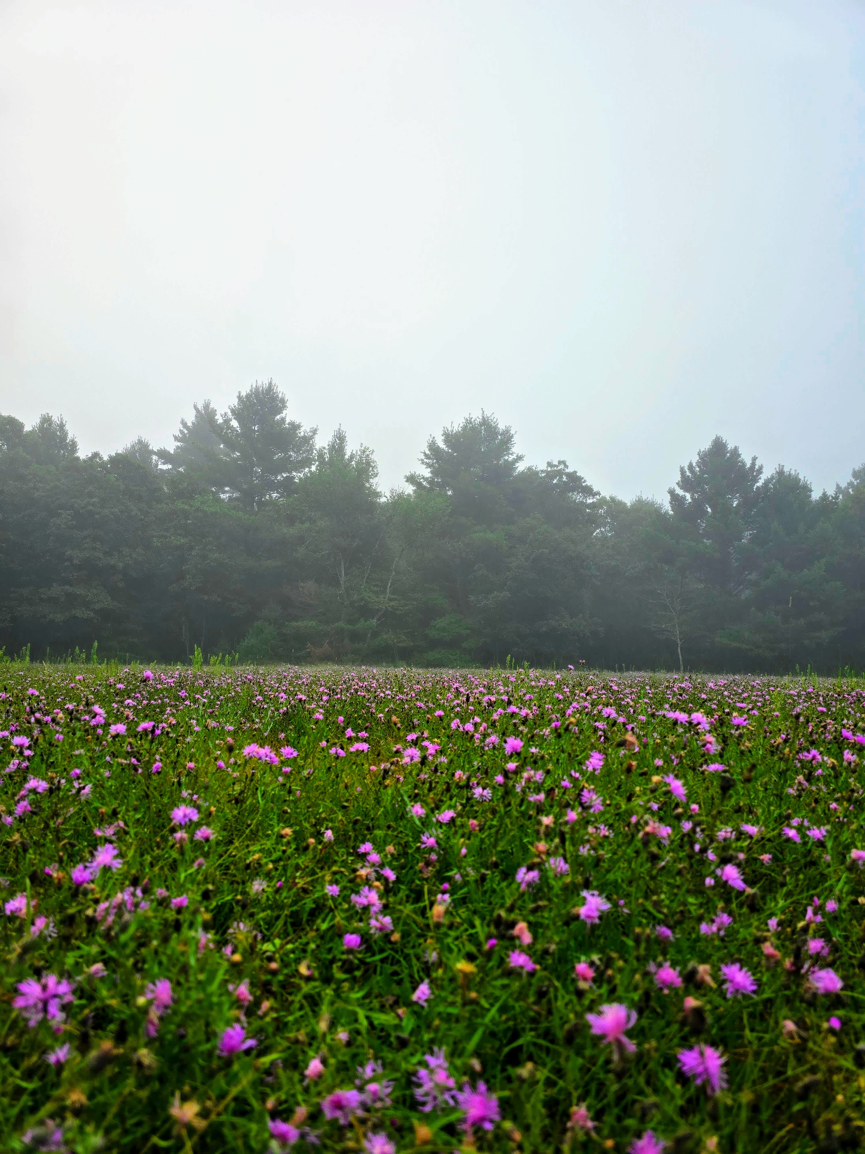 Prickly Pine Farm