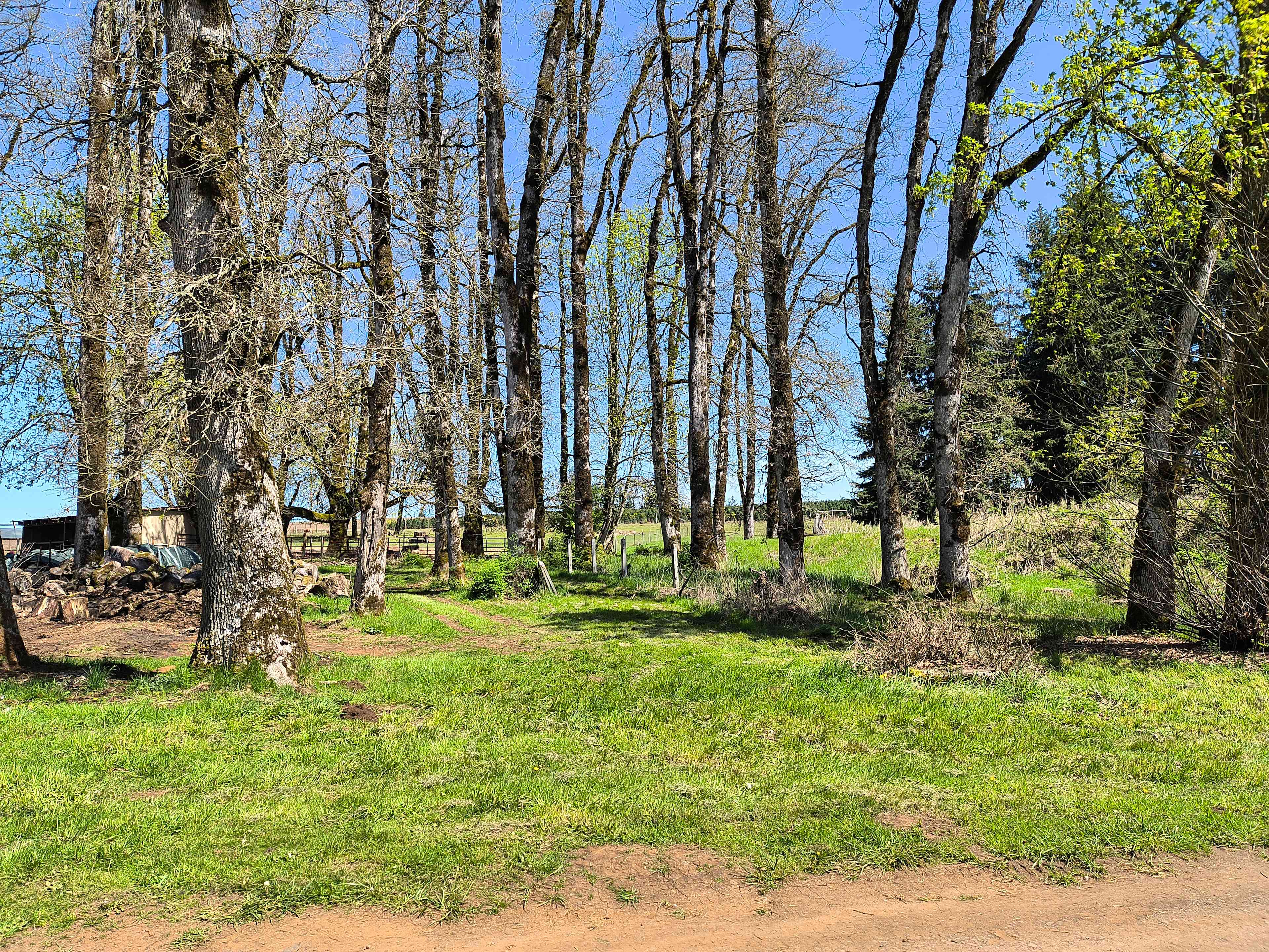 Buena Vista Lavender Farm
