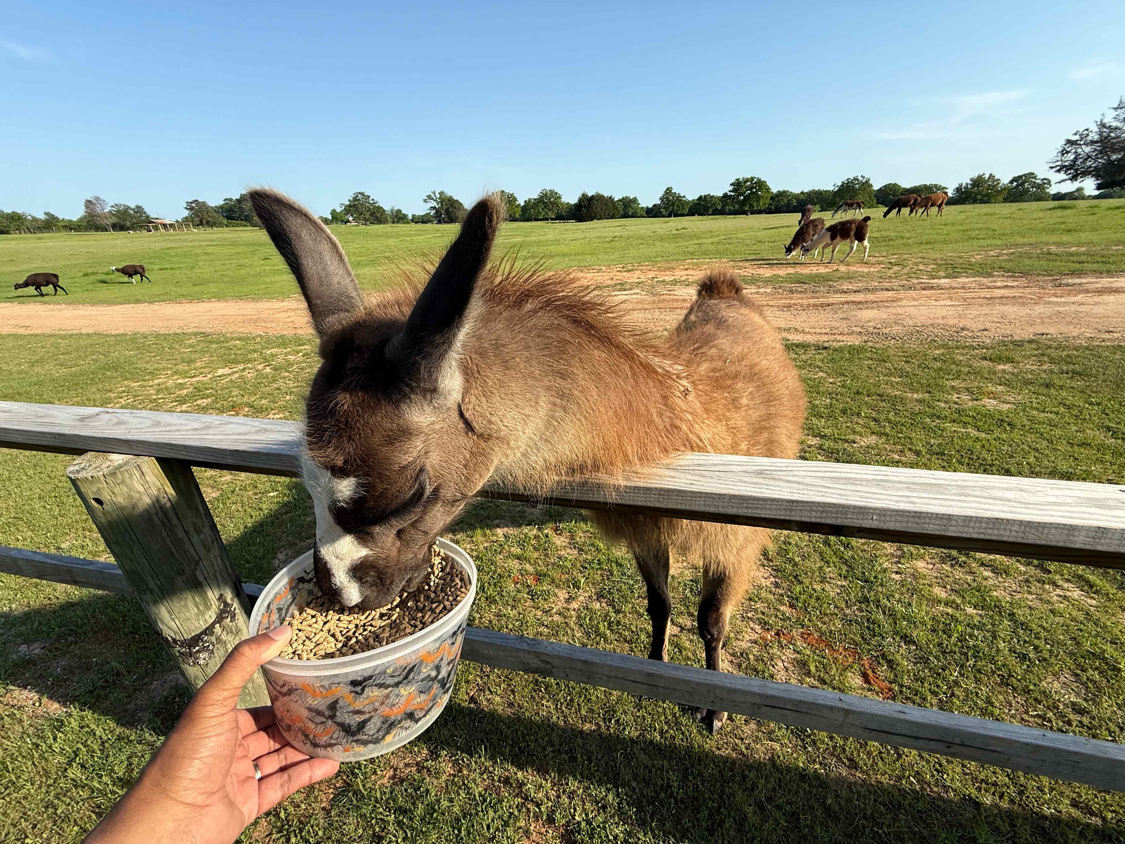 Feeding the locals