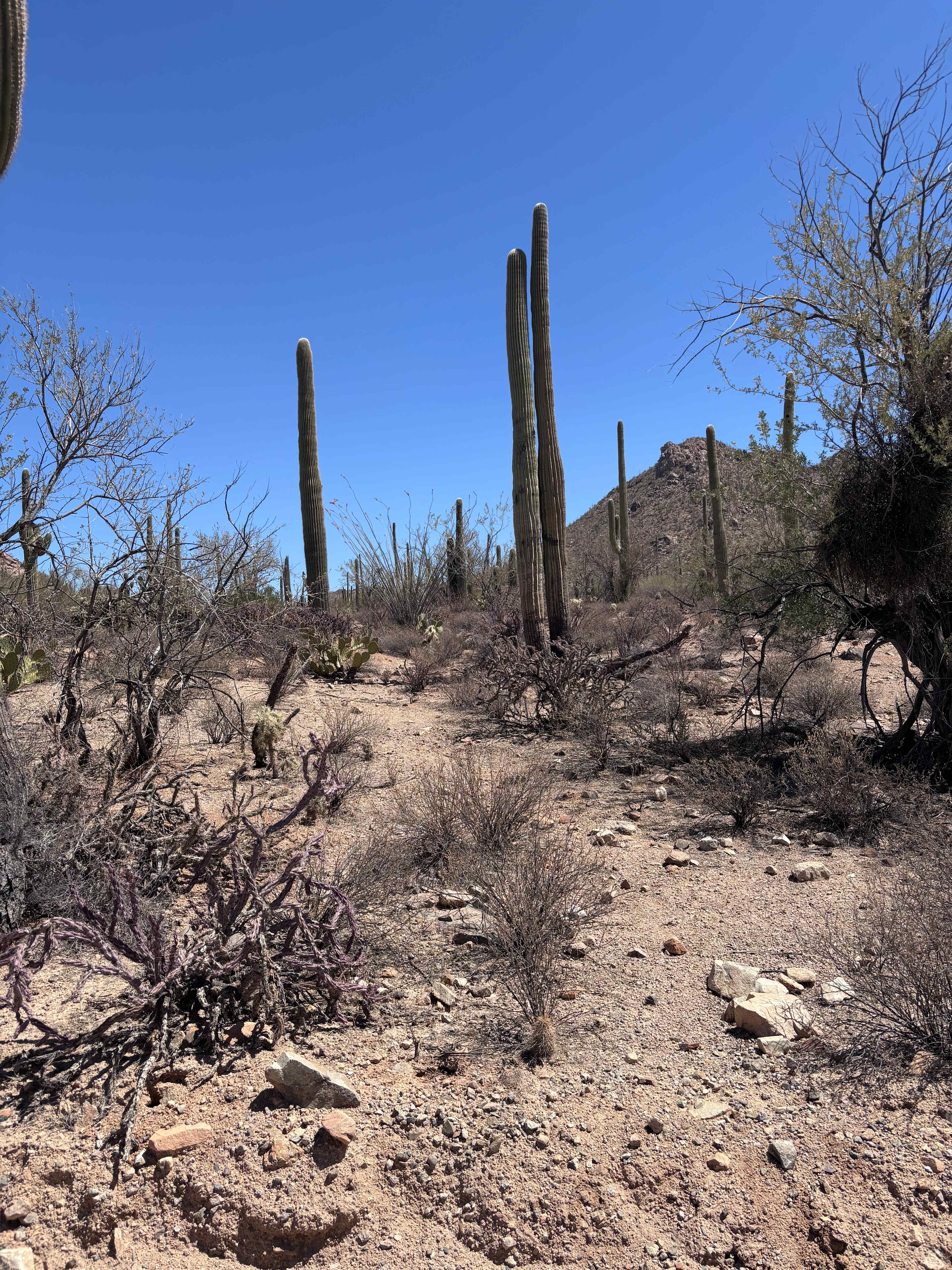 Wild Burro Desert Retreat