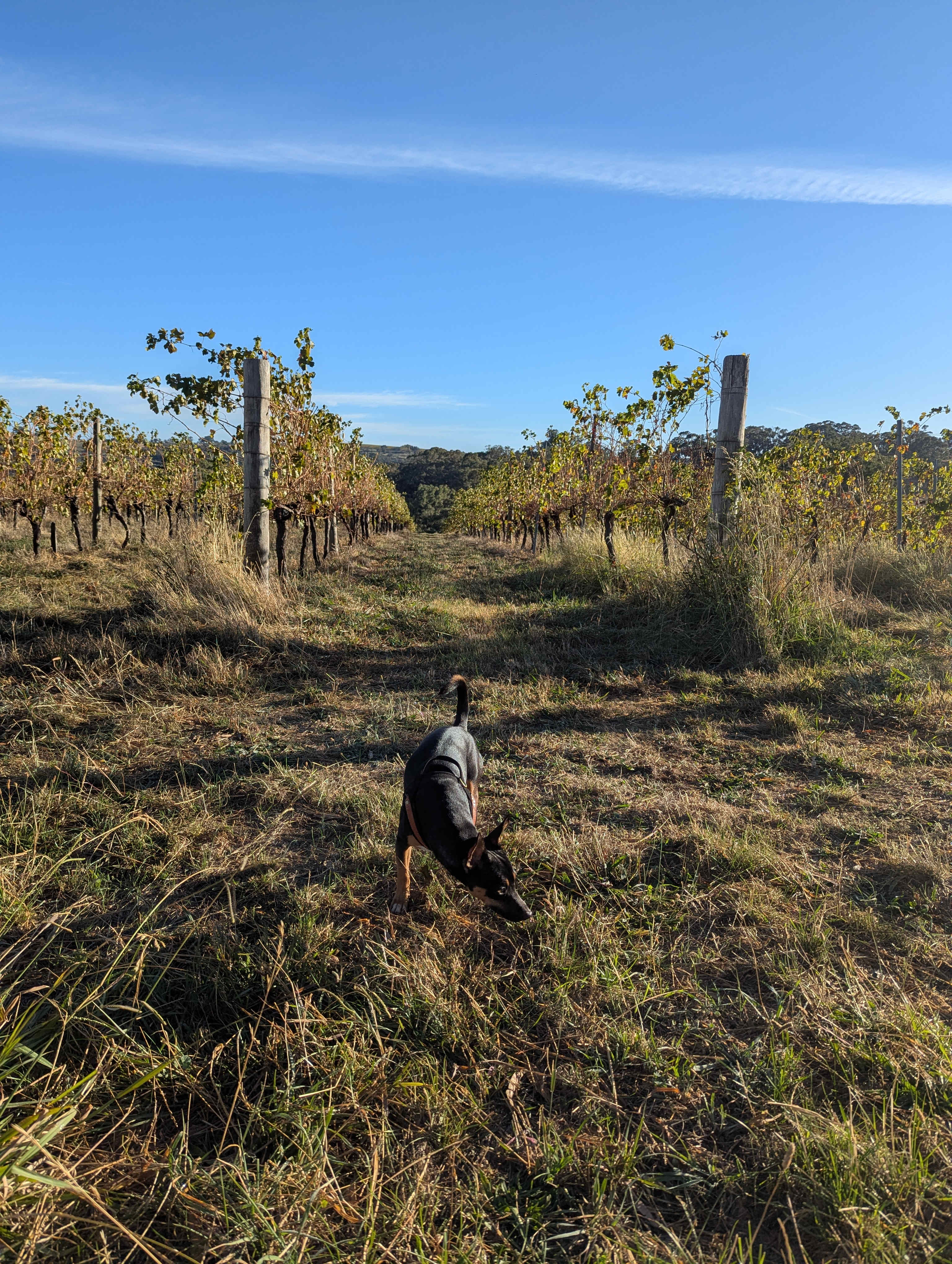 Cargo Road Wines