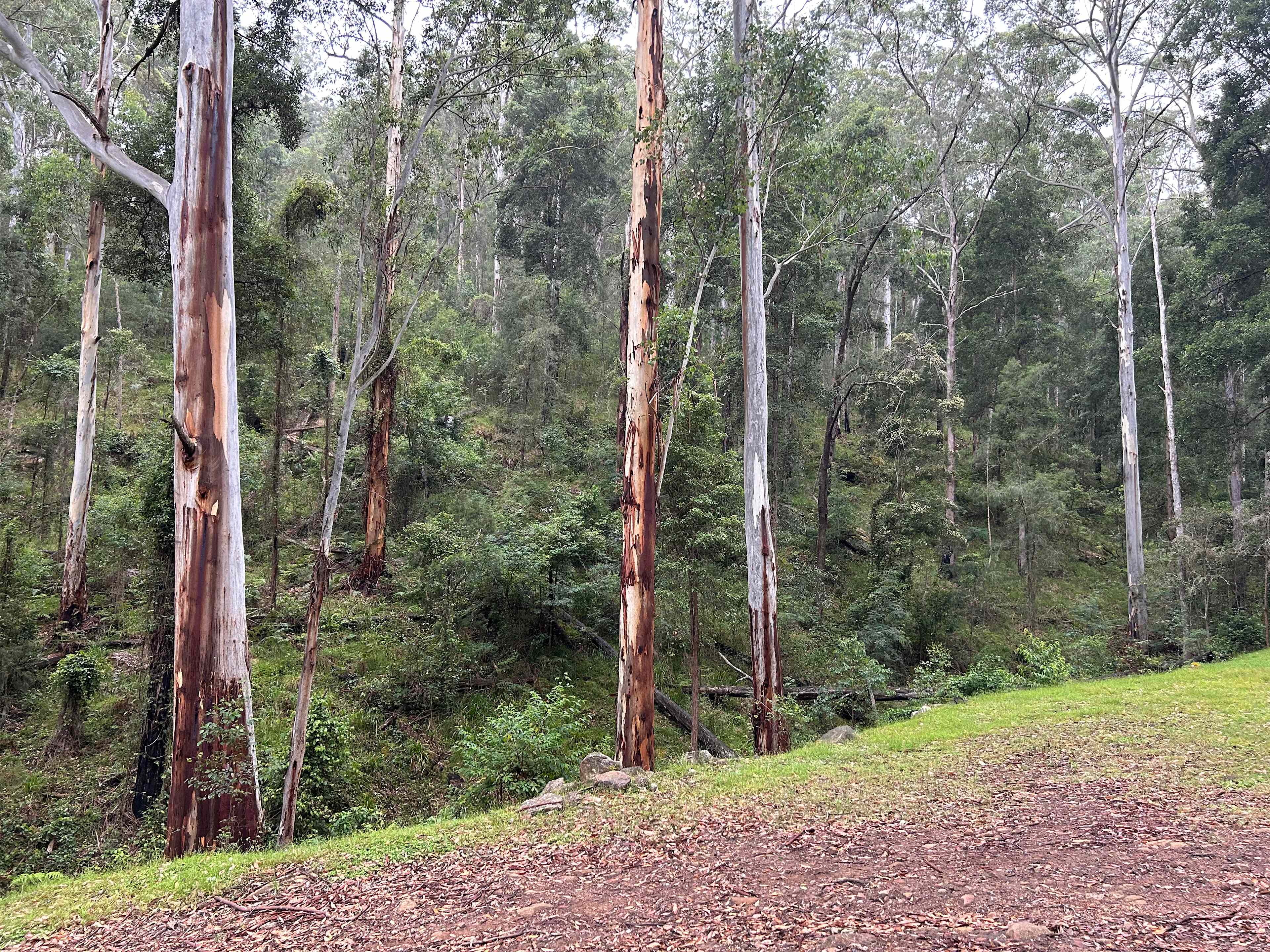 Rocky Forest Bush Retreat