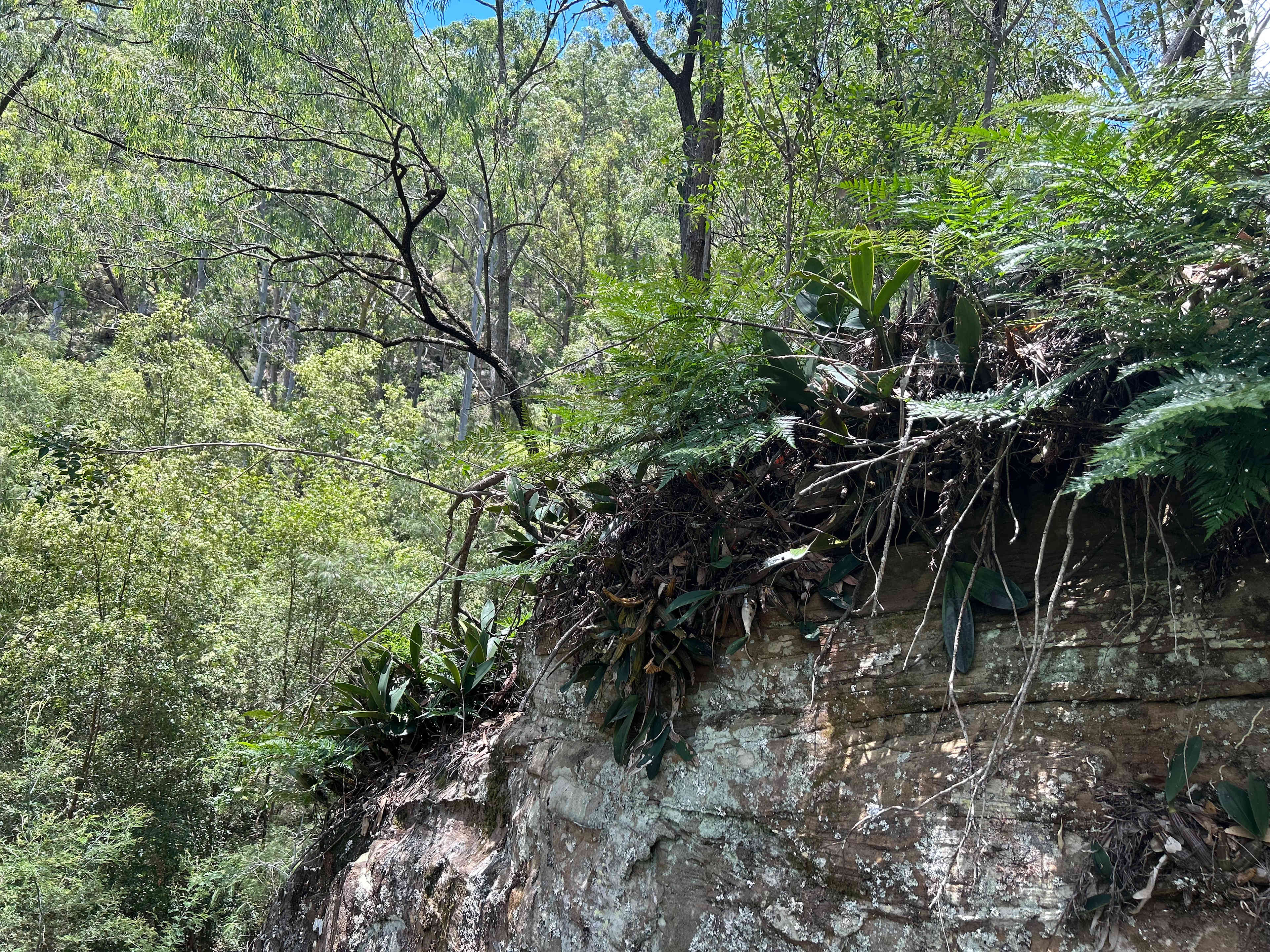 Rocky Forest Bush Retreat