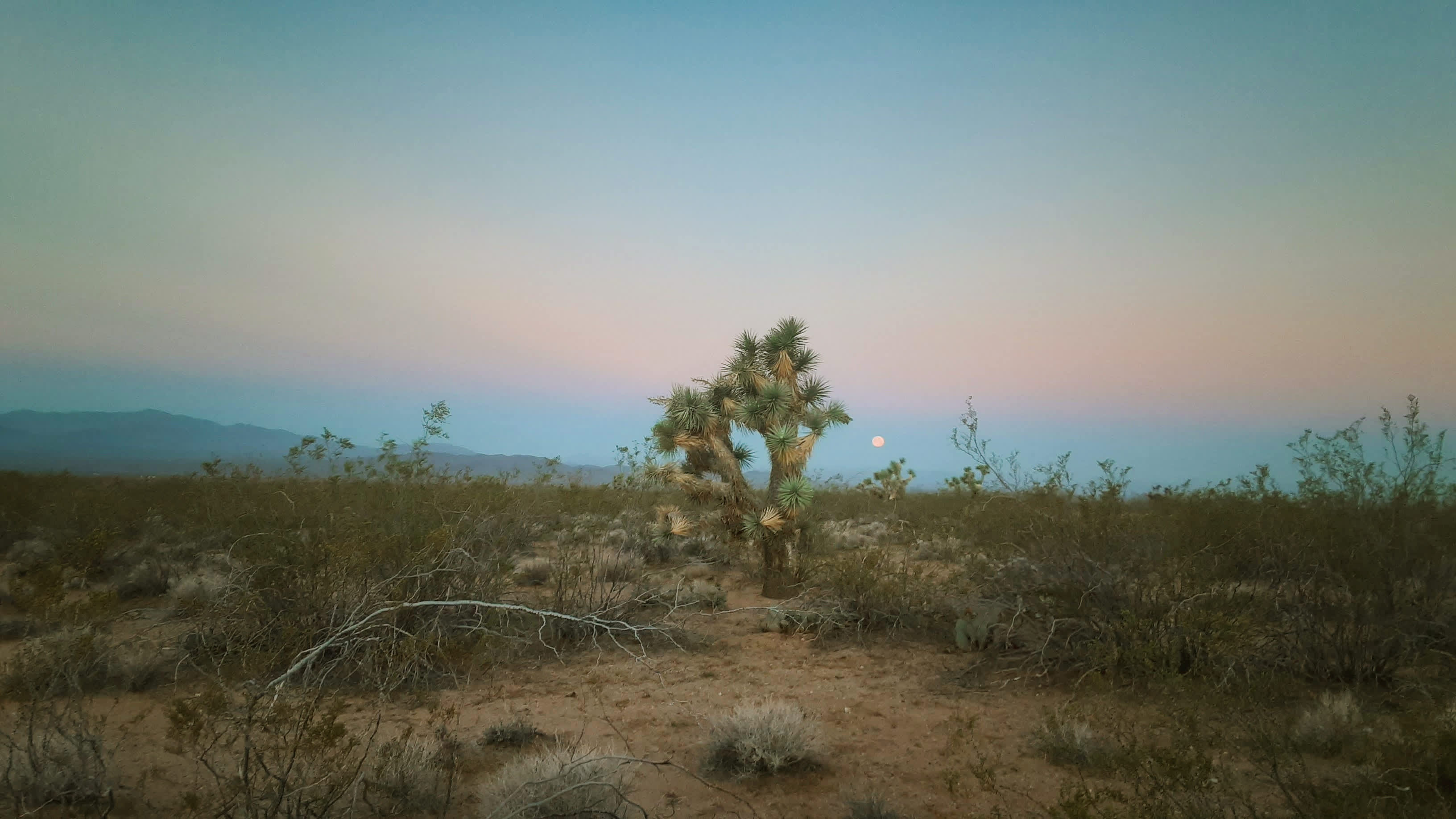 Magic in the Mojave
