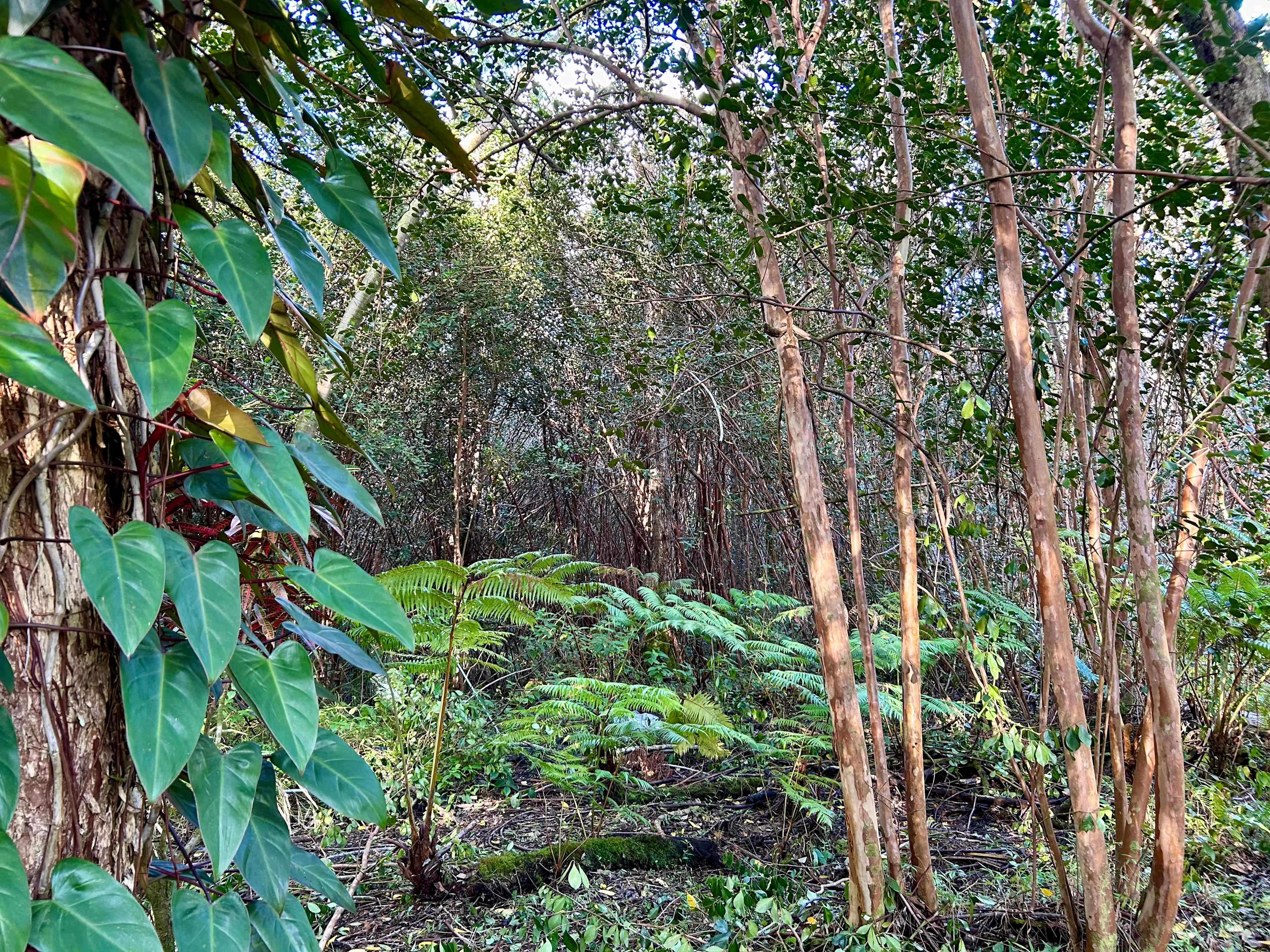 Strawberry Guava Forest Hideaway