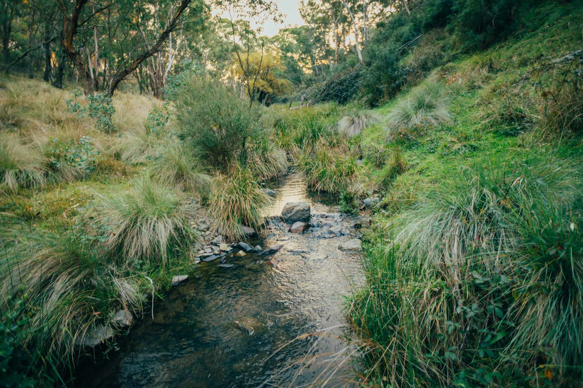 creek at the bottom of the property