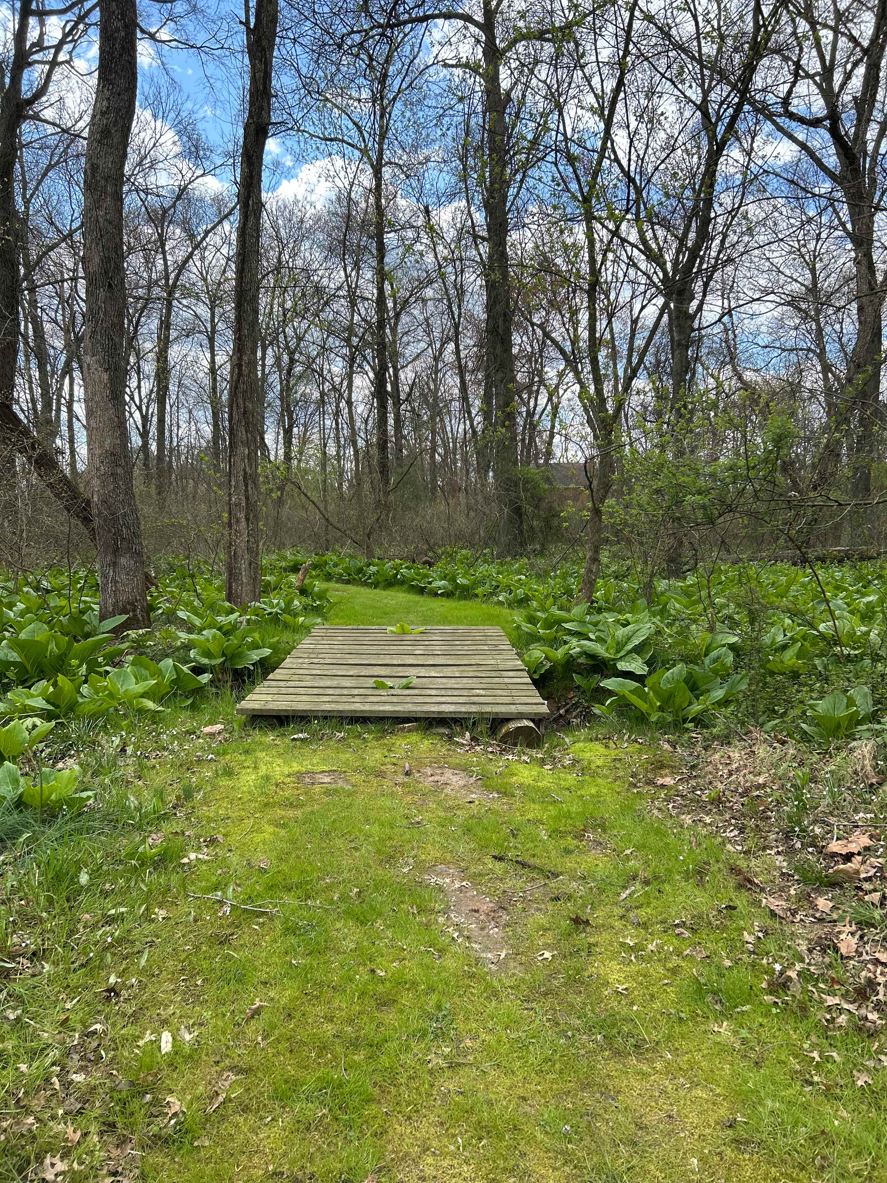 Conowingo Creek Campsite