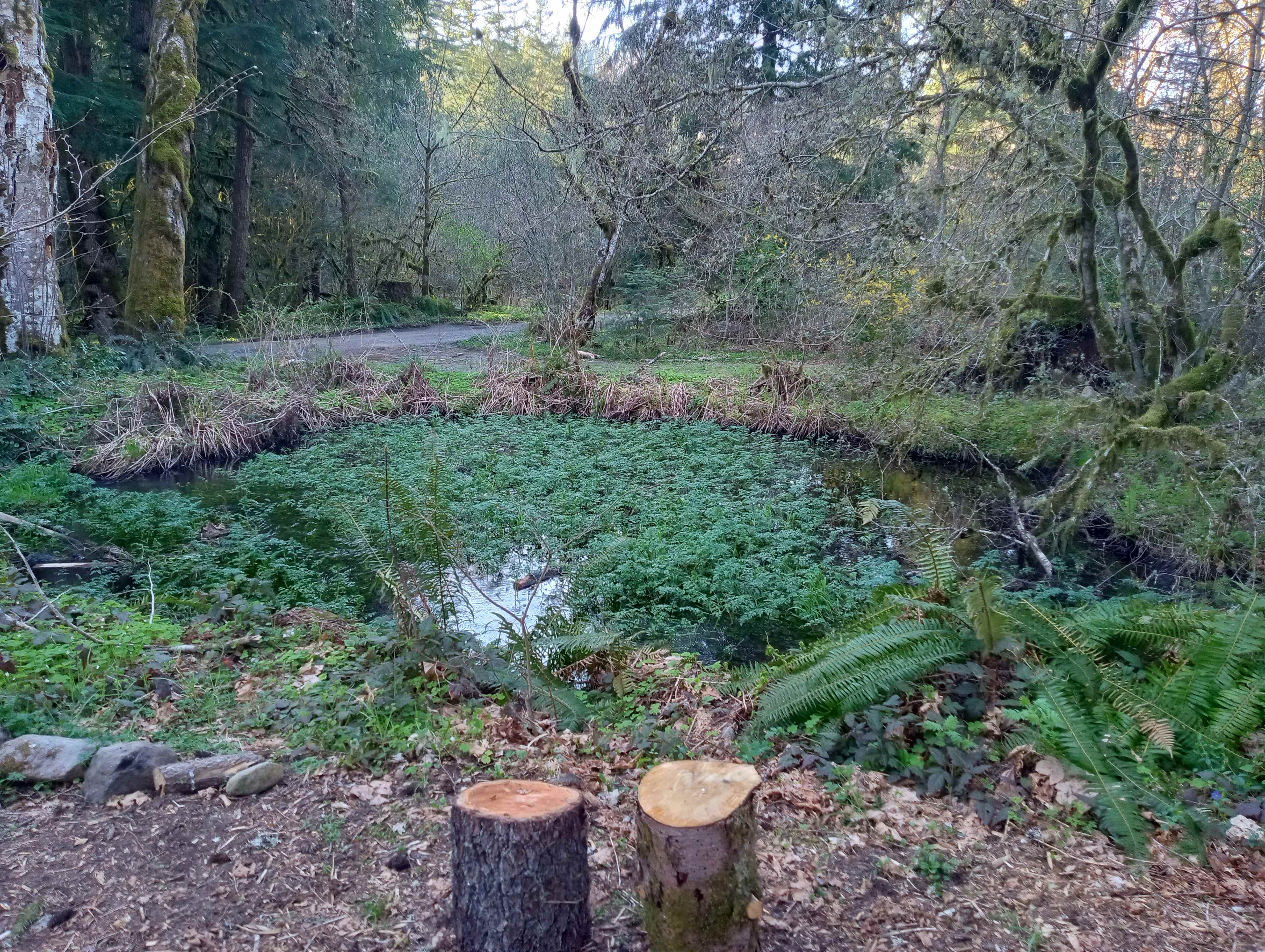 Nice little steam and pond.