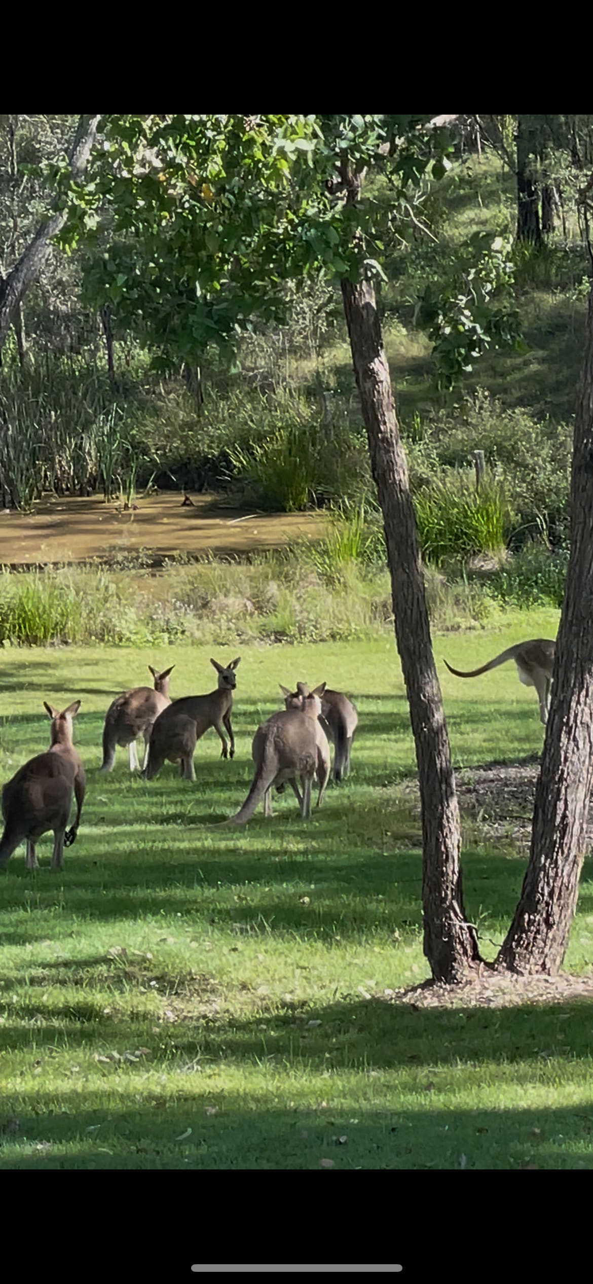 Moogerah Lakeside Bush Retreat