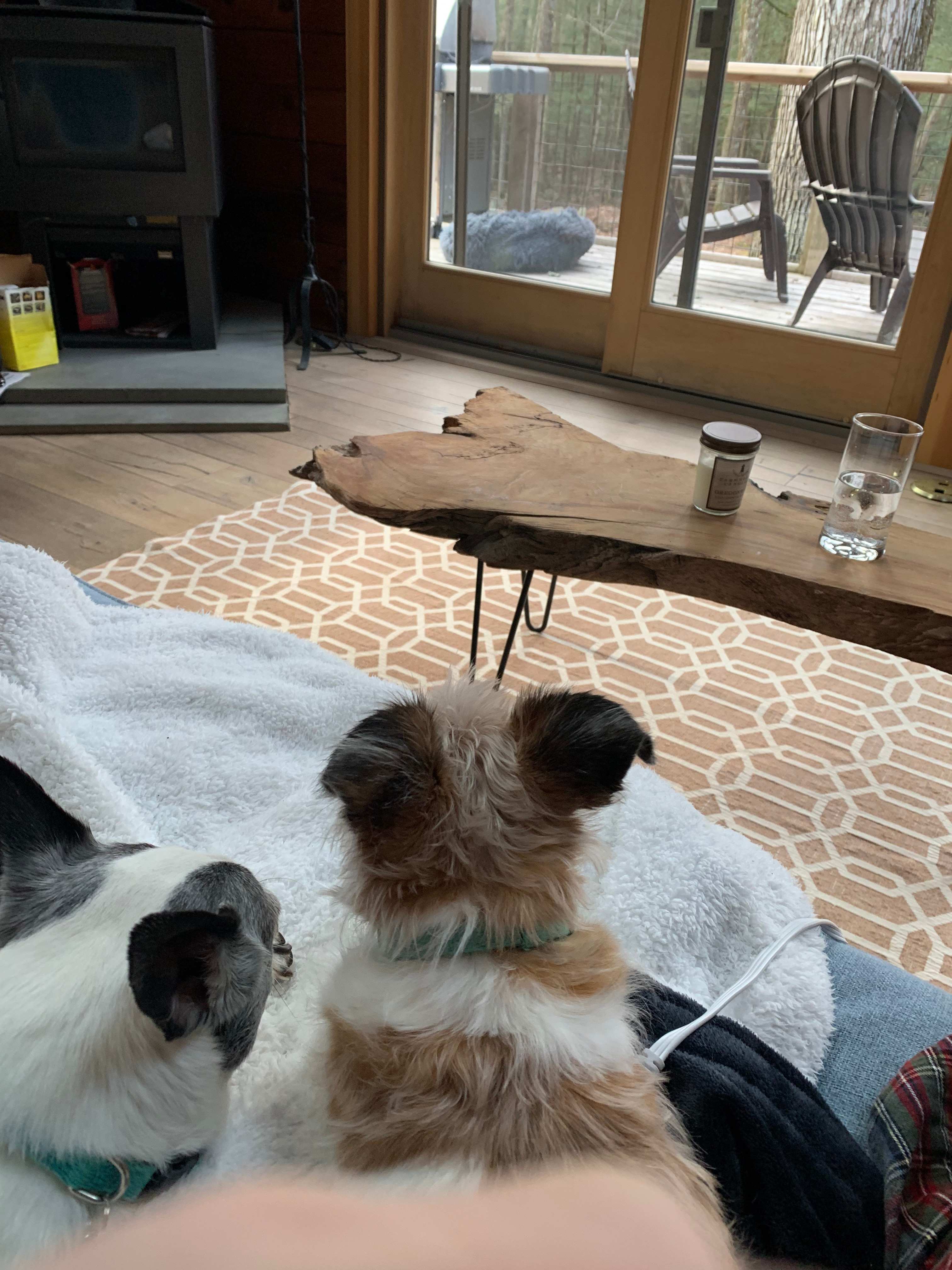 Dogs enjoying the view