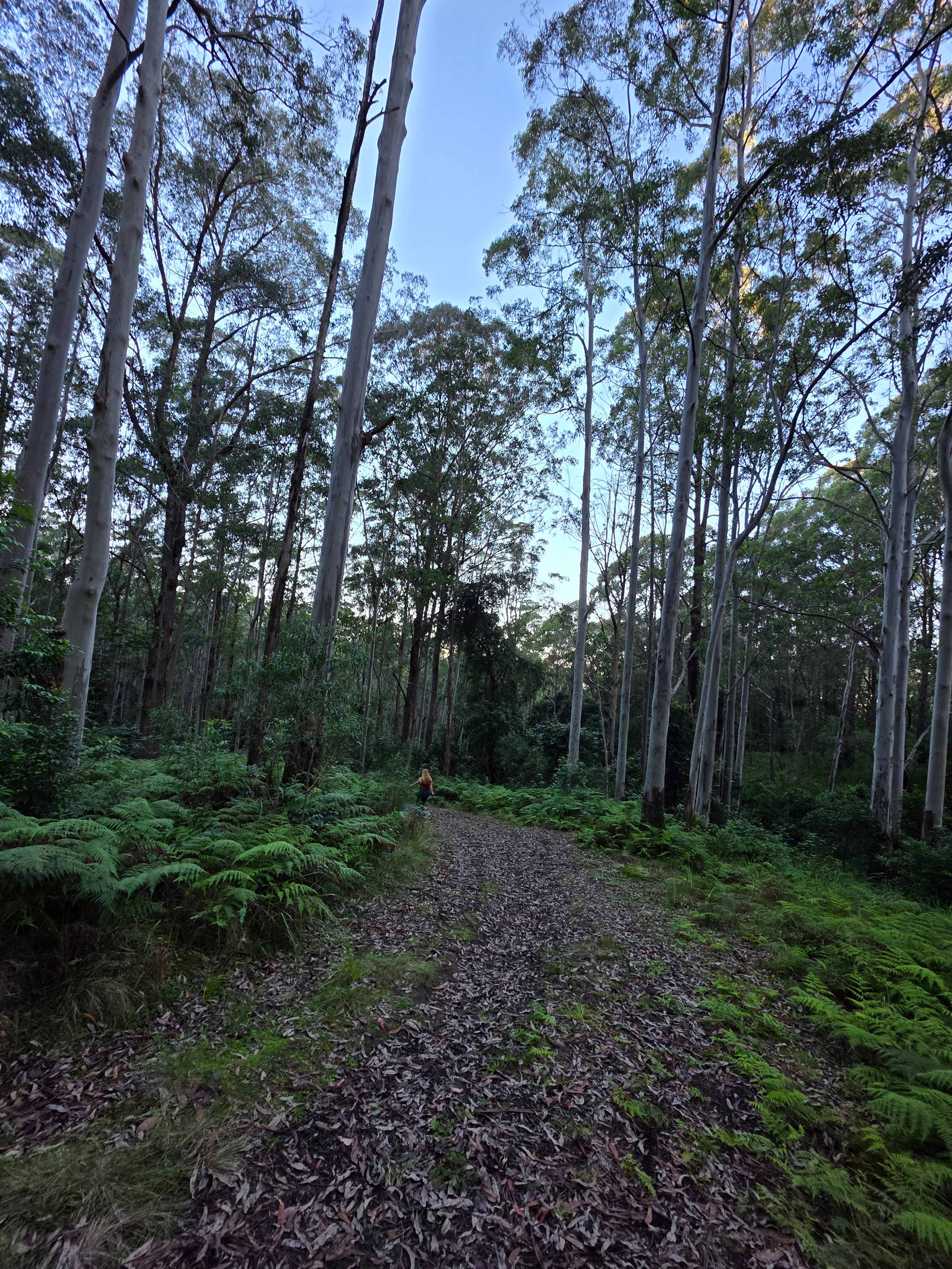 Imago Forest - Float in Clouds