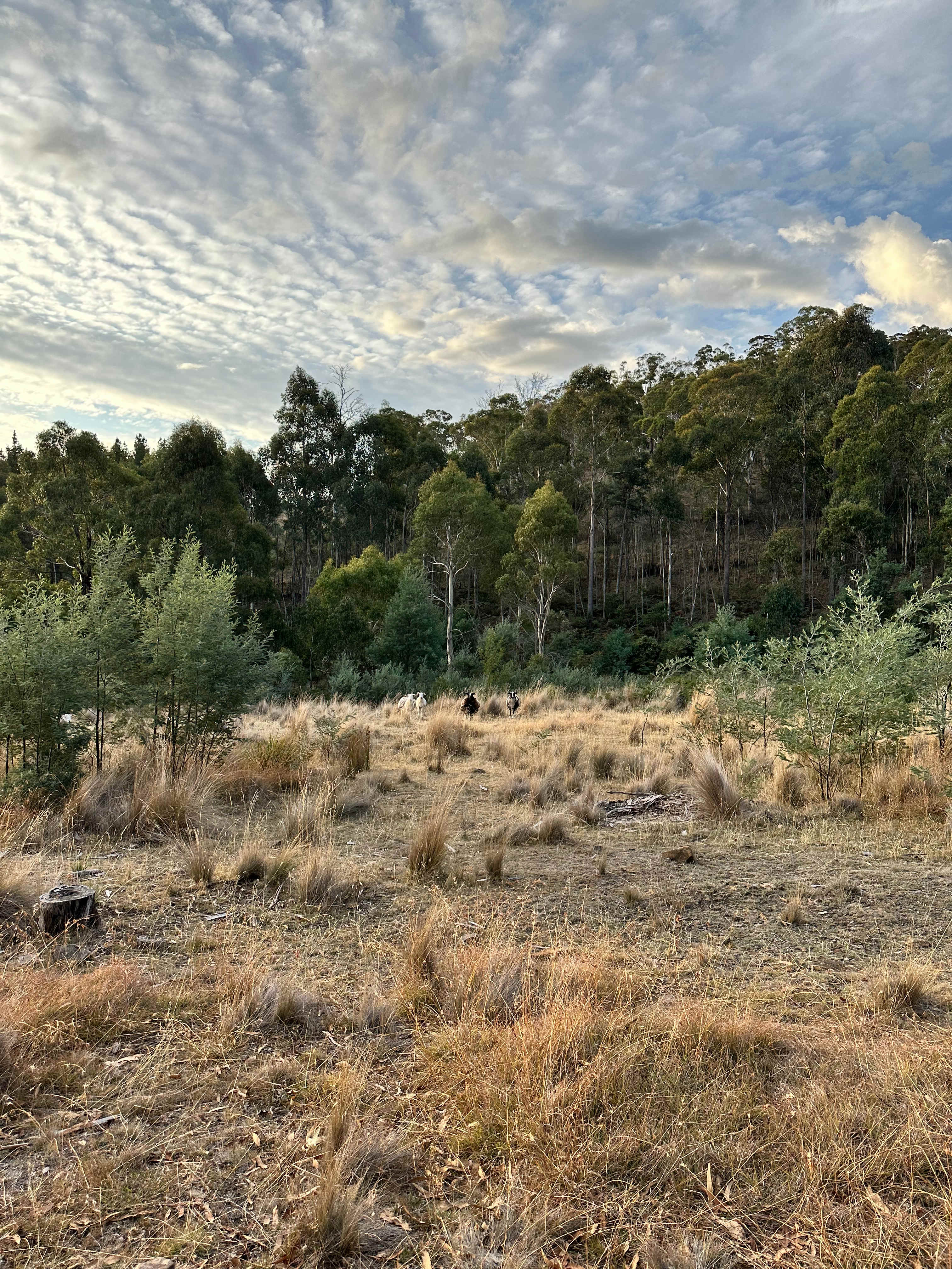 Stringybark Bush Camp
