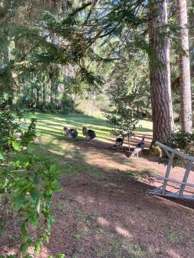 Bear Alley Campground