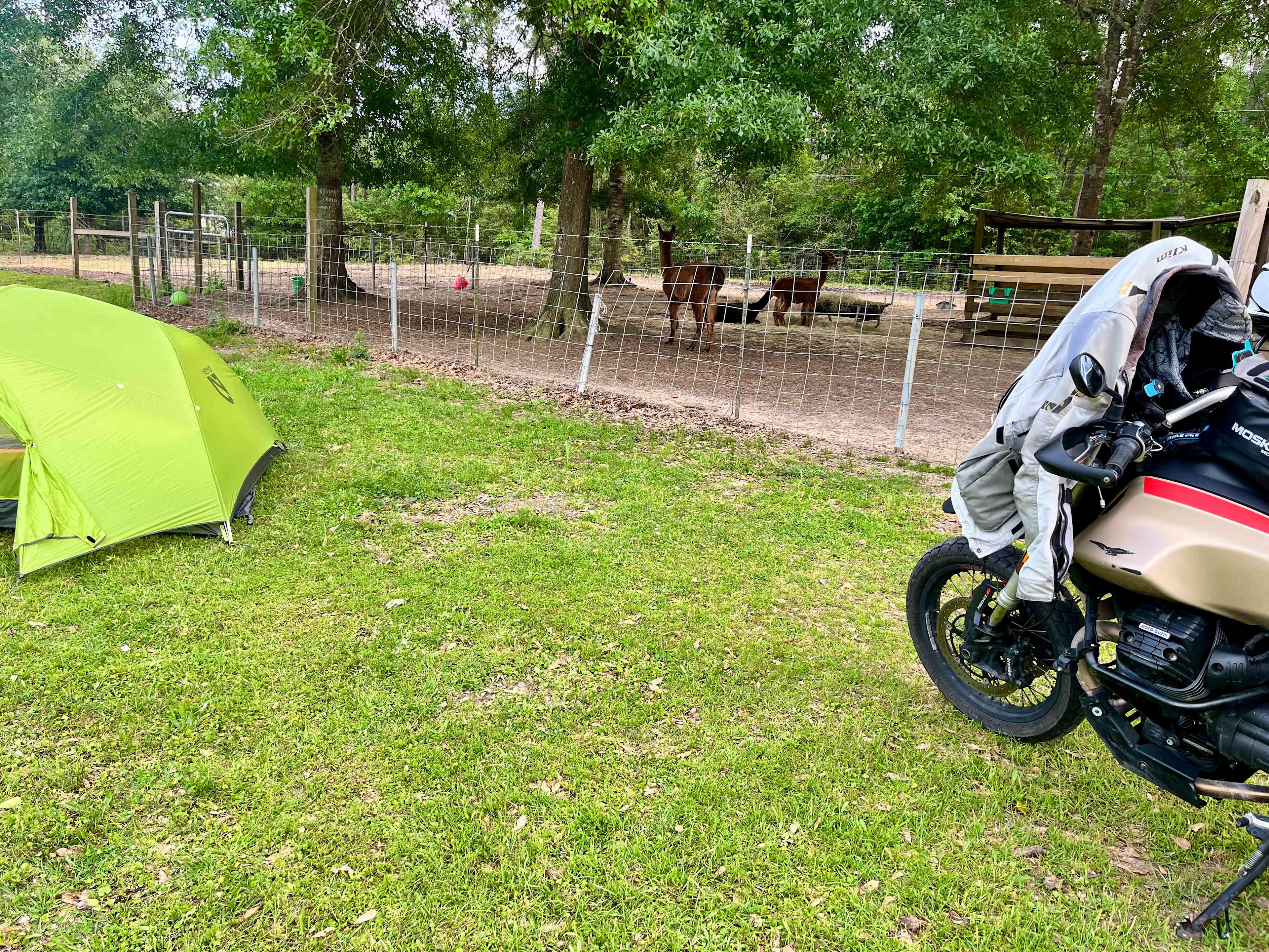 Camping next to alpacas. 