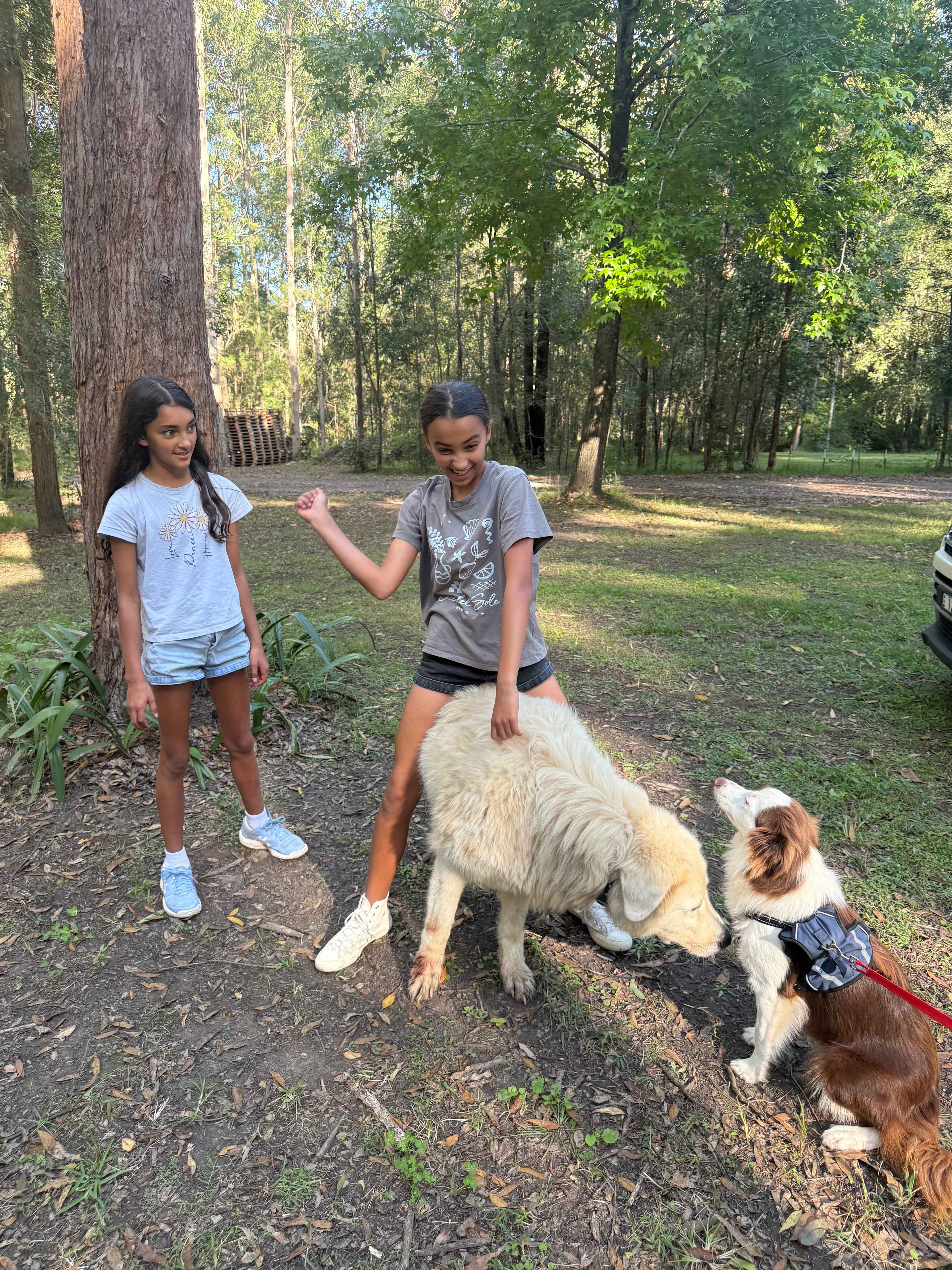 Boris their massive friendly dog 