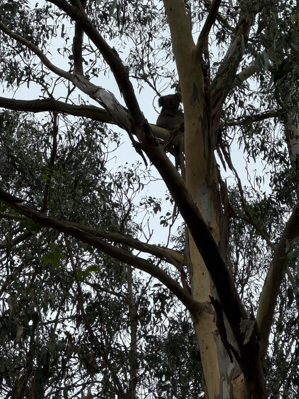 Koala in trees behind Campsite 1