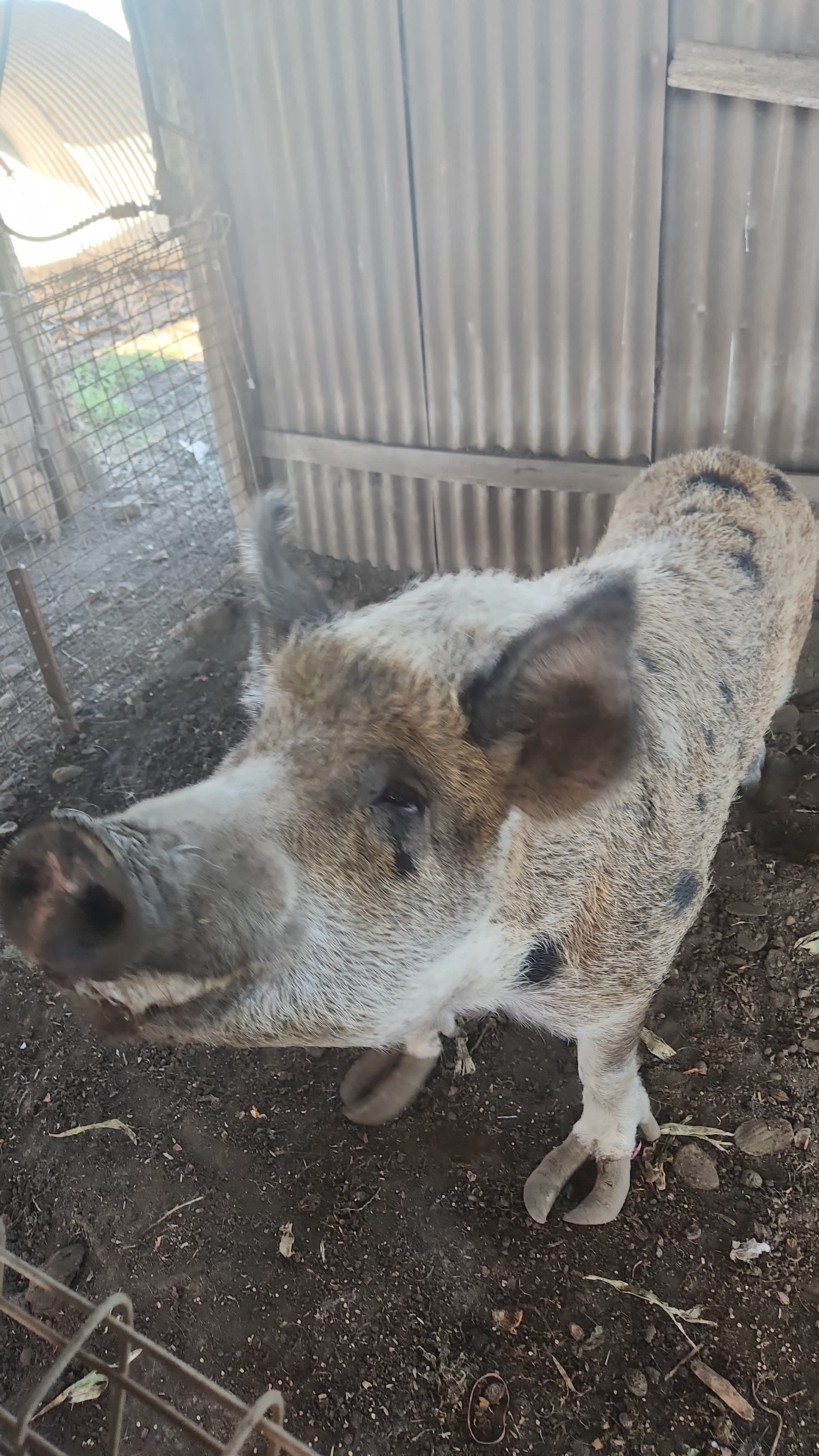 Chookhouse Farmstay Vale View