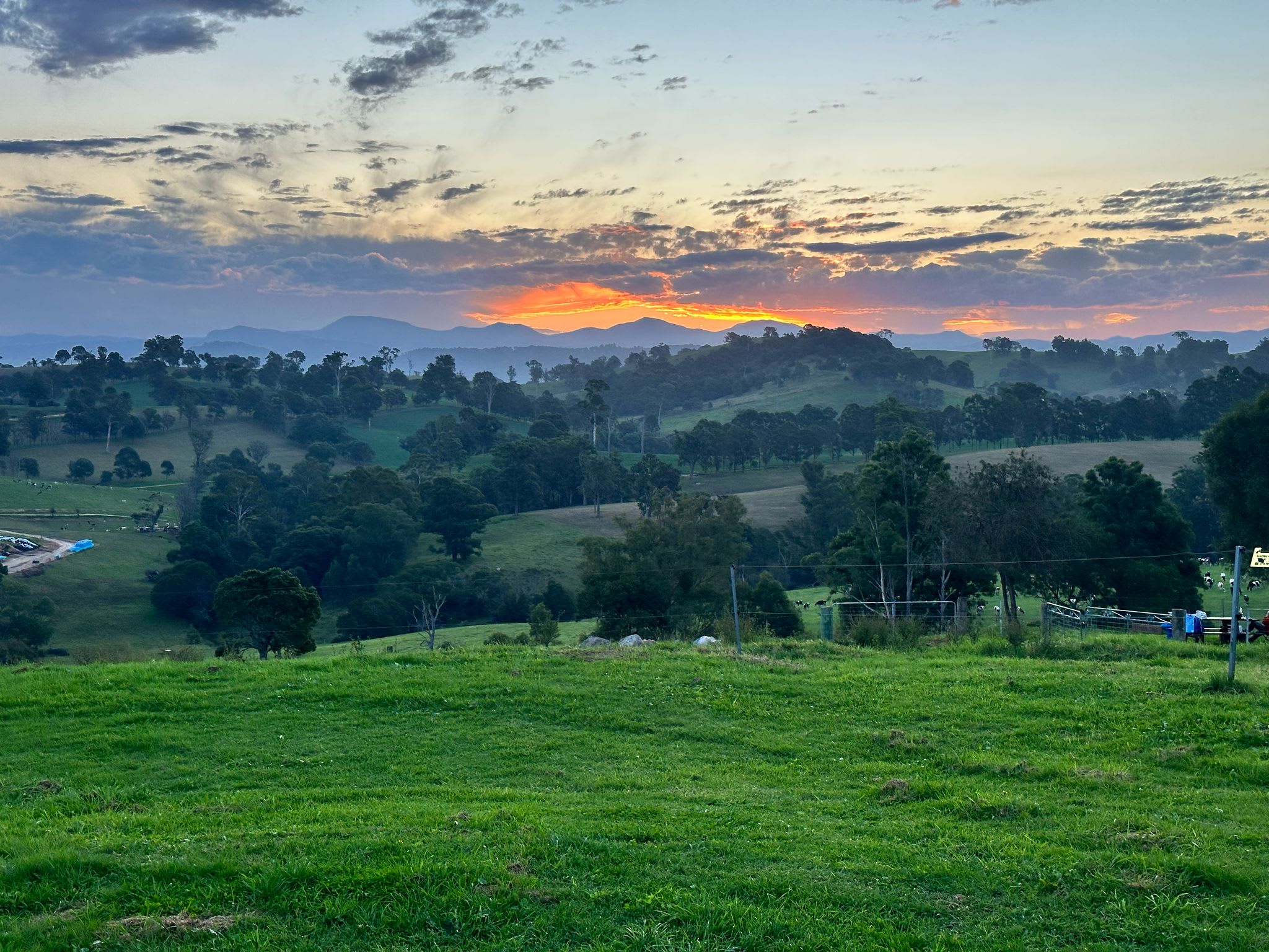Sapphire Coast Dairy-Homestead