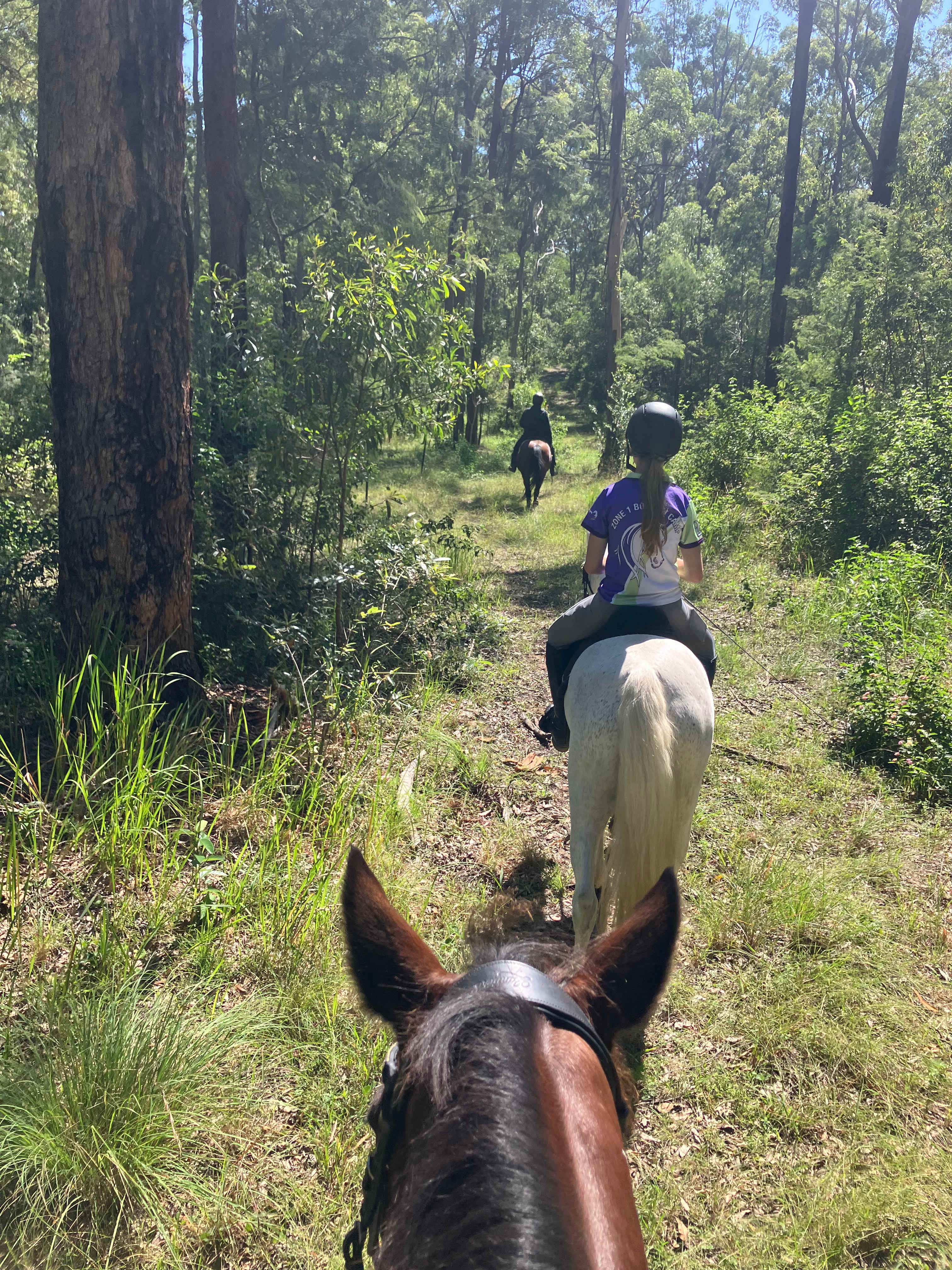 The Croft _ Horse Trax Oz Blackbutt