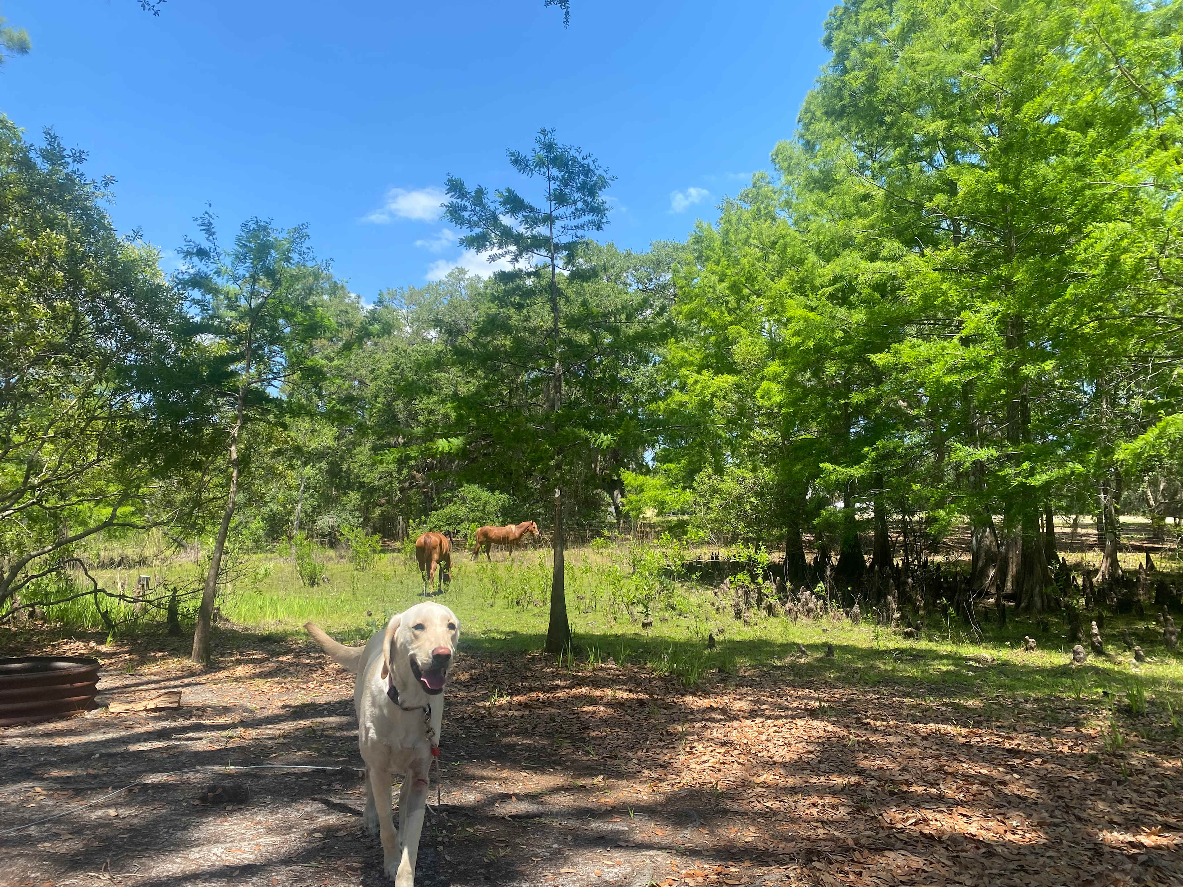 Lucky U Ranch