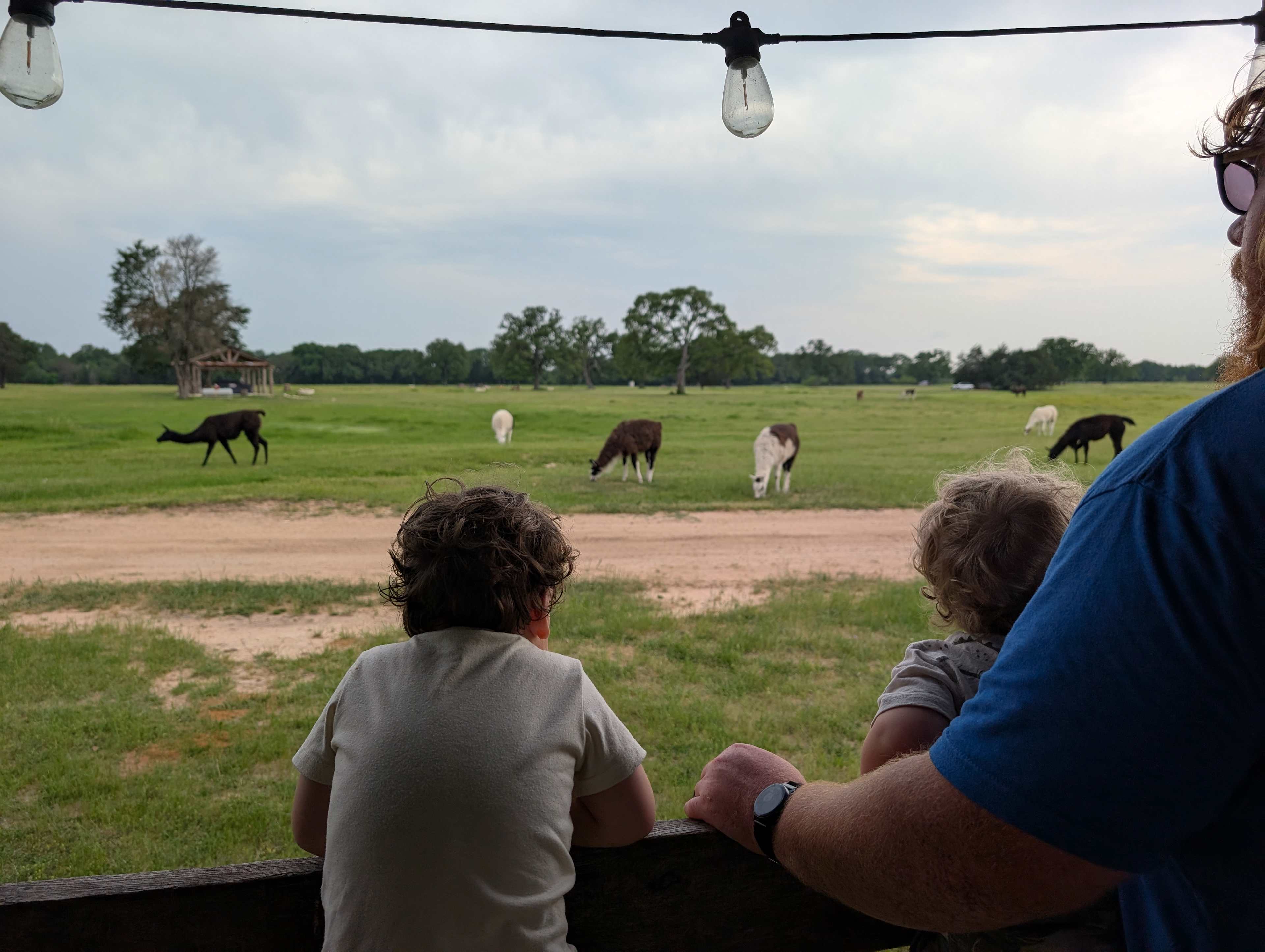 Llama Land Ranch