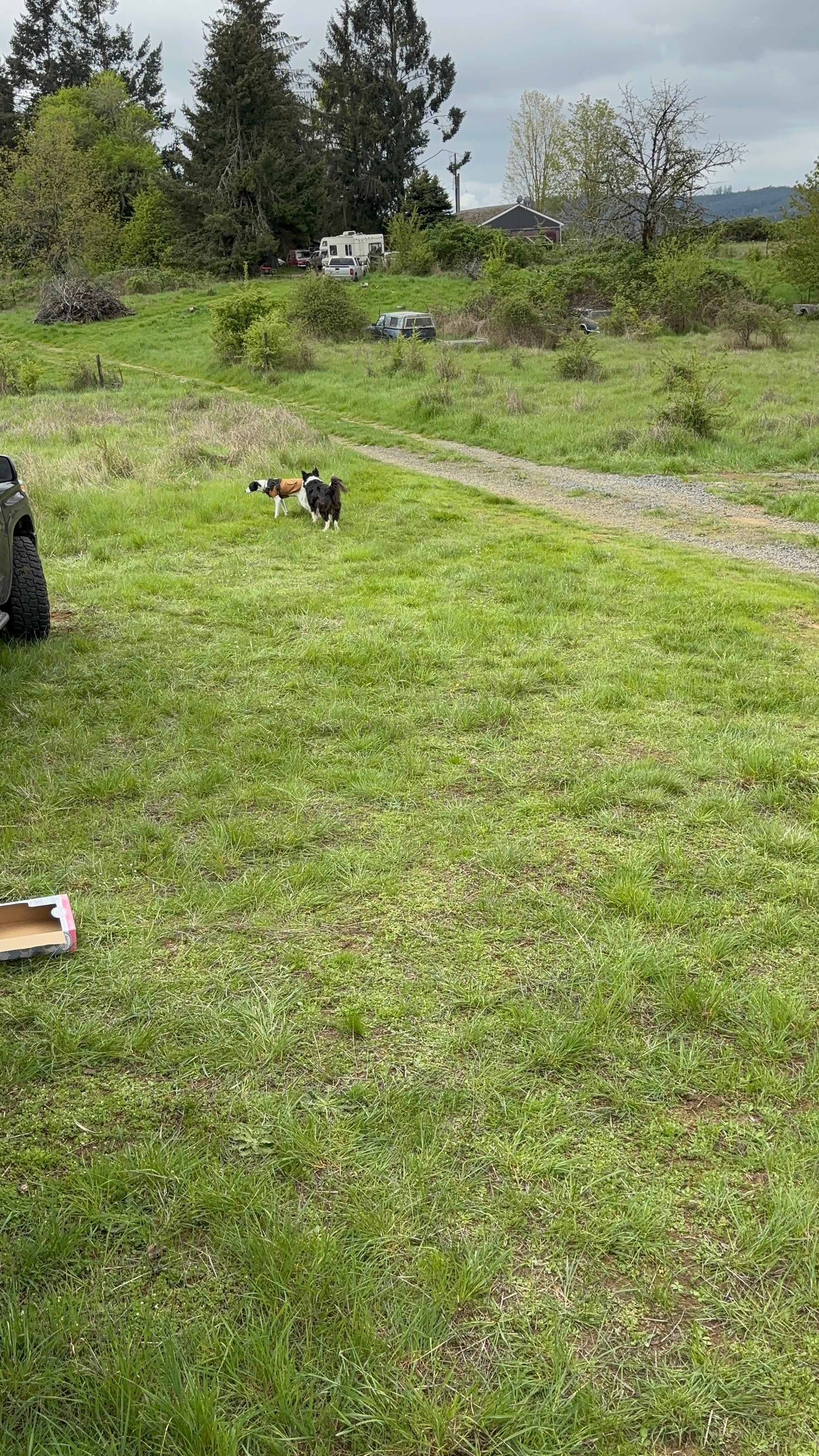 Dogs playing in the big RV area