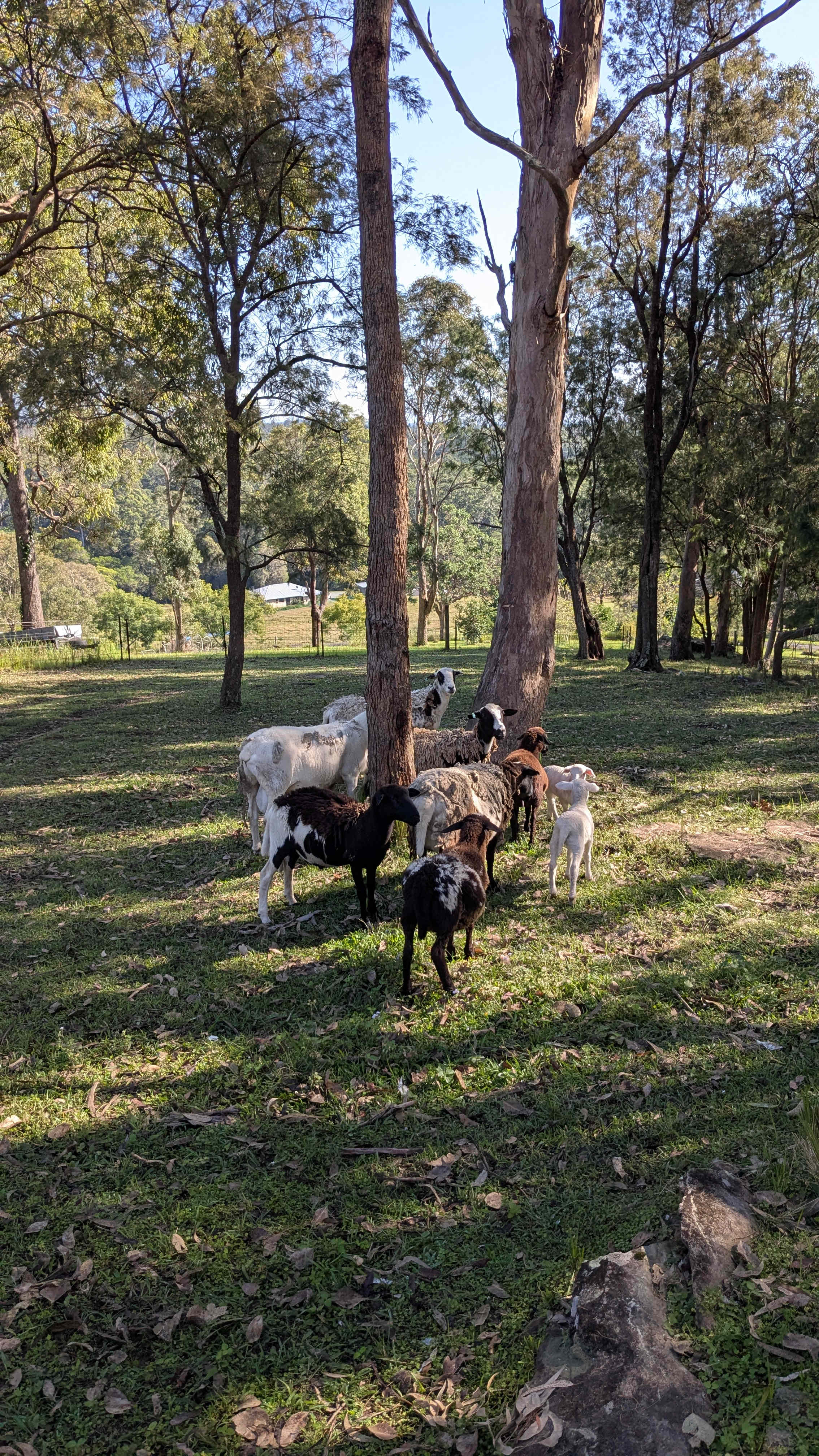 Friendly sheep