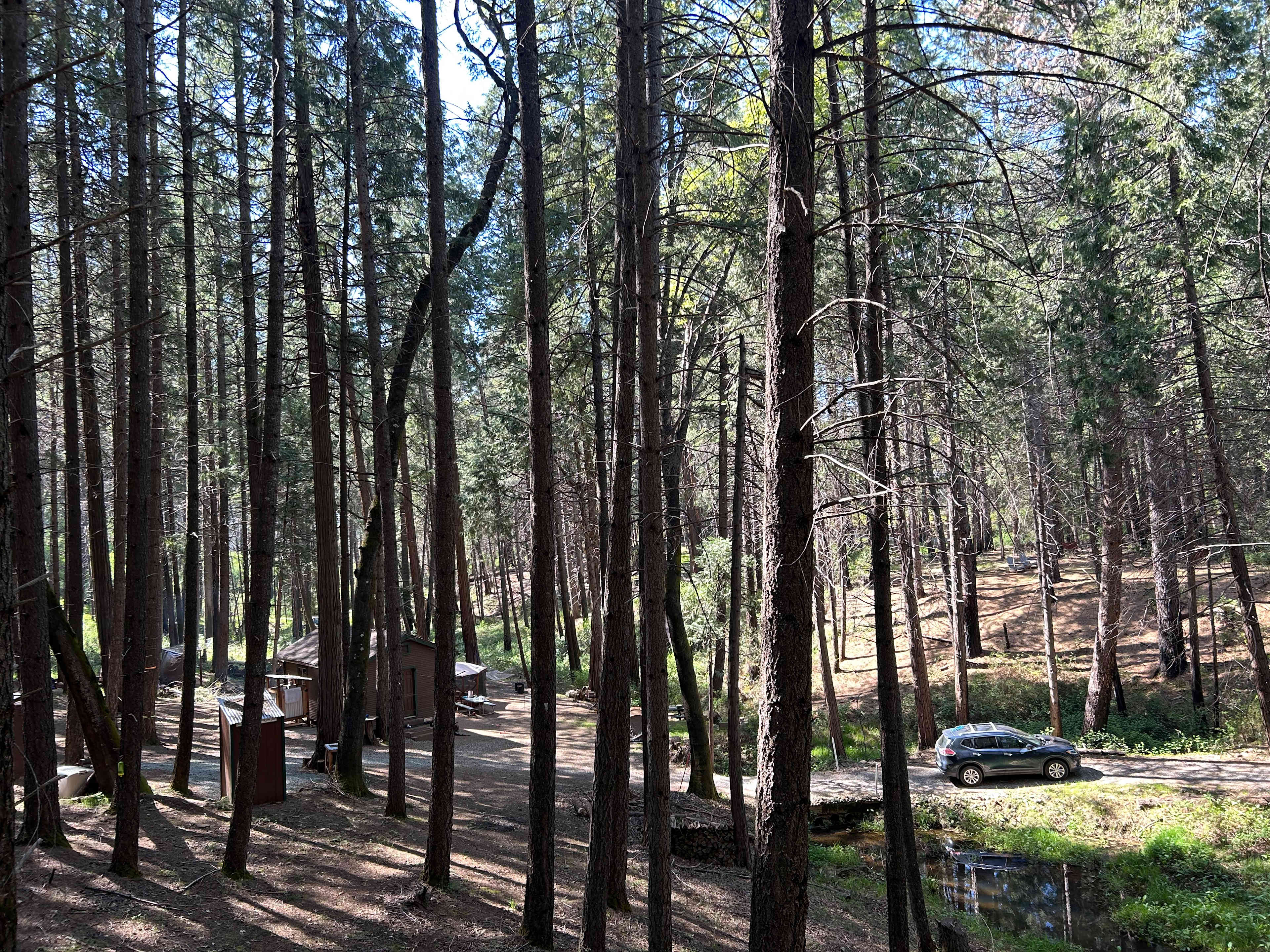 Unplug for nature, dogs, and kids